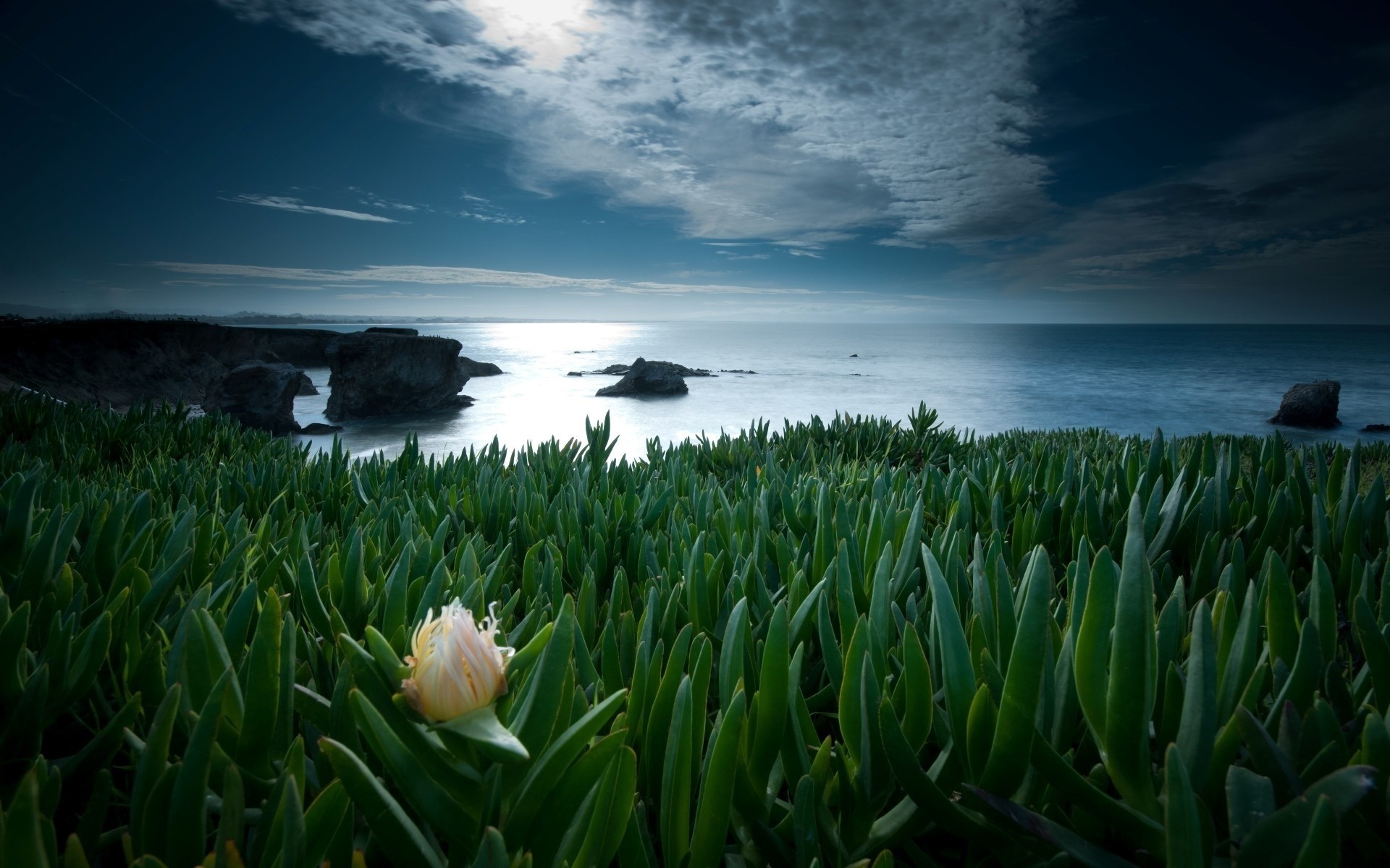 Laden Sie das Horizont, Blume, Küste, Ozean, Meer, Erde/natur, Anlage-Bild kostenlos auf Ihren PC-Desktop herunter