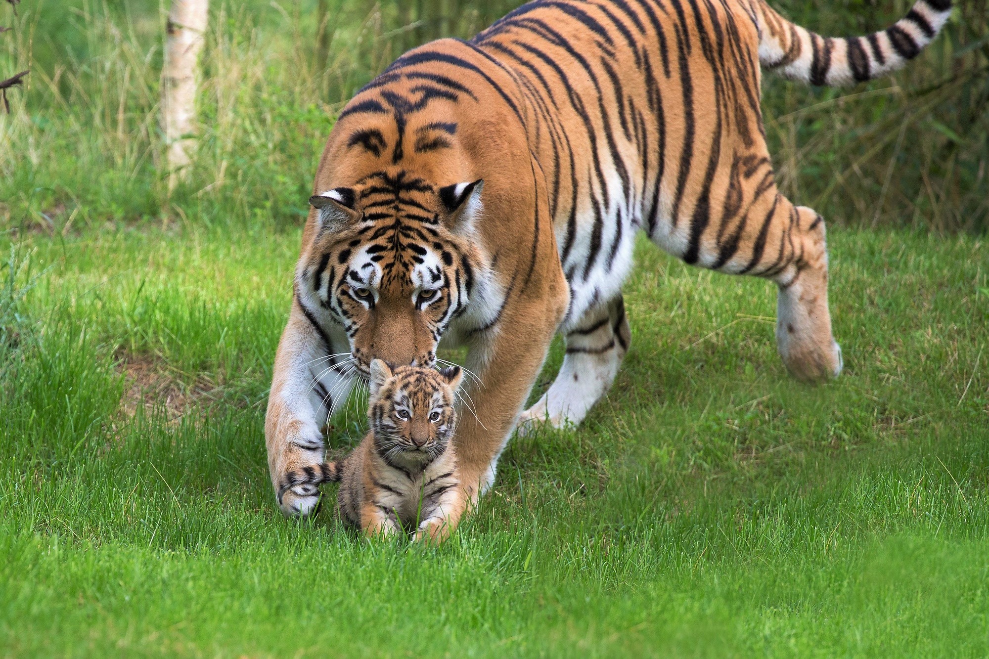 Download mobile wallpaper Cats, Love, Tiger, Animal, Baby Animal, Cub for free.