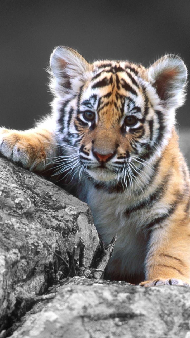 Download mobile wallpaper Cats, Tiger, Animal for free.