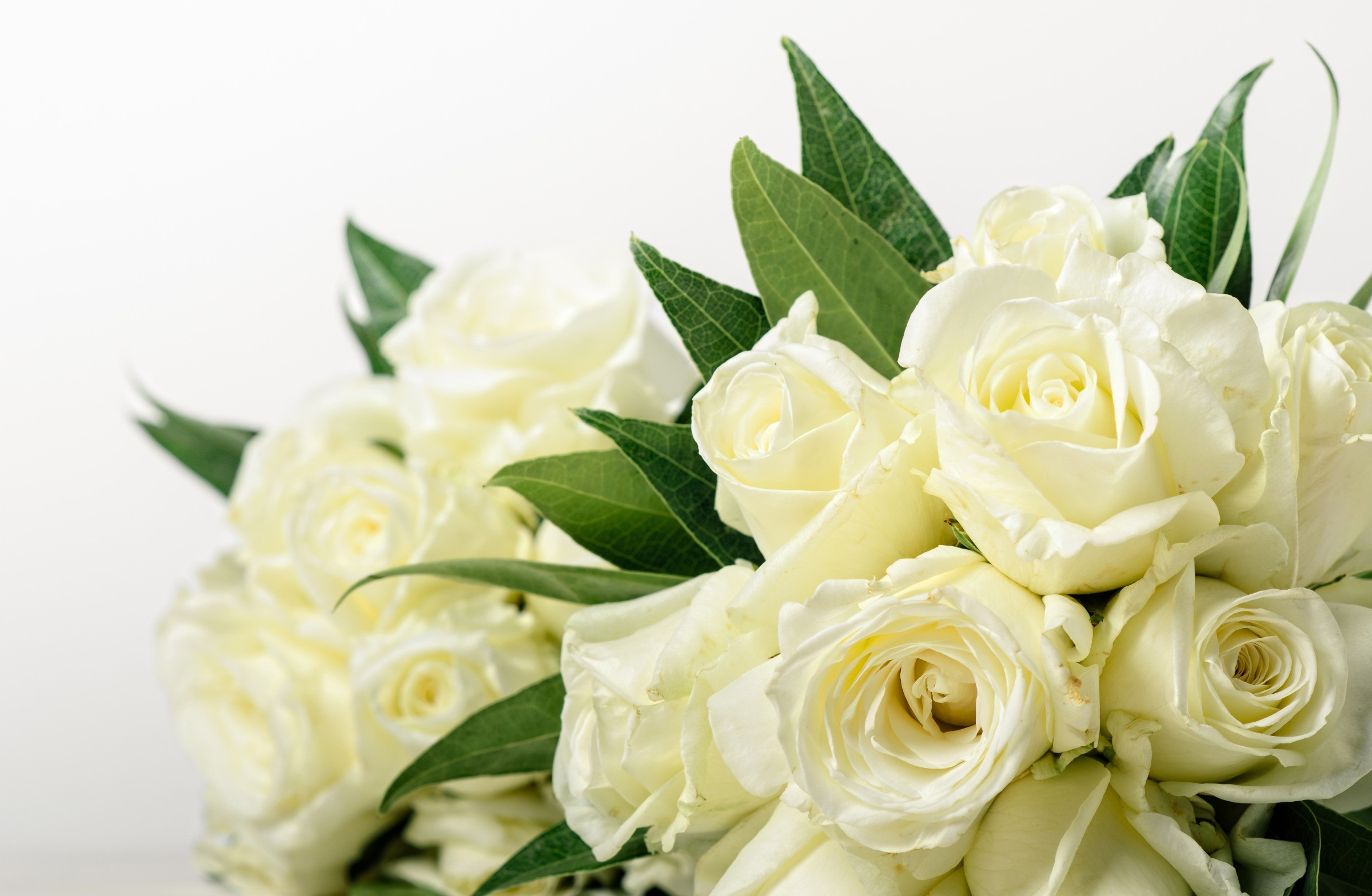 Handy-Wallpaper Blumen, Blume, Rose, Weiße Rose, Erde/natur kostenlos herunterladen.