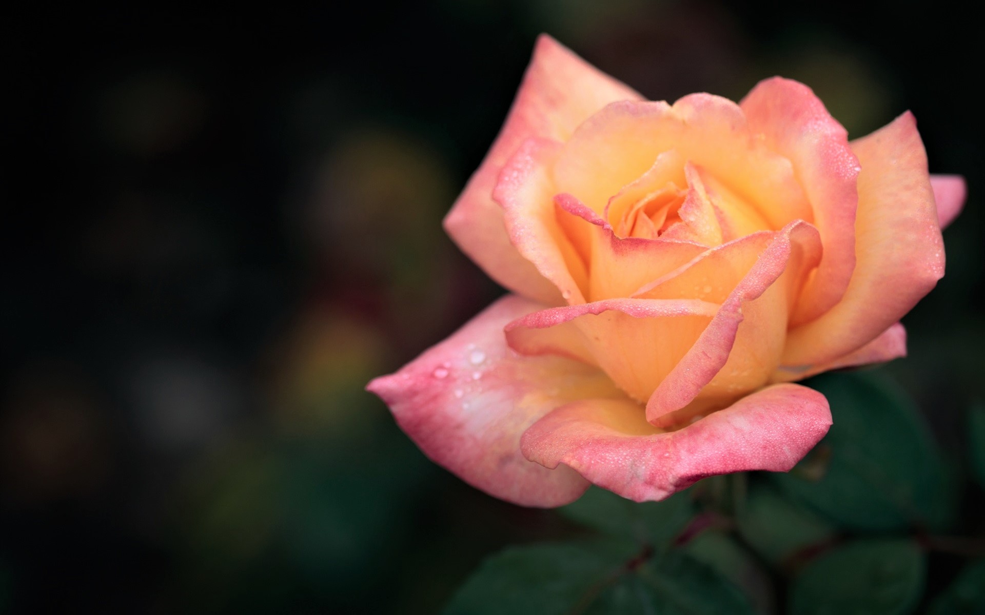 Téléchargez des papiers peints mobile Fleurs, Rose, Fleur, Terre/nature, Fleur Rose, Rose Rose gratuitement.