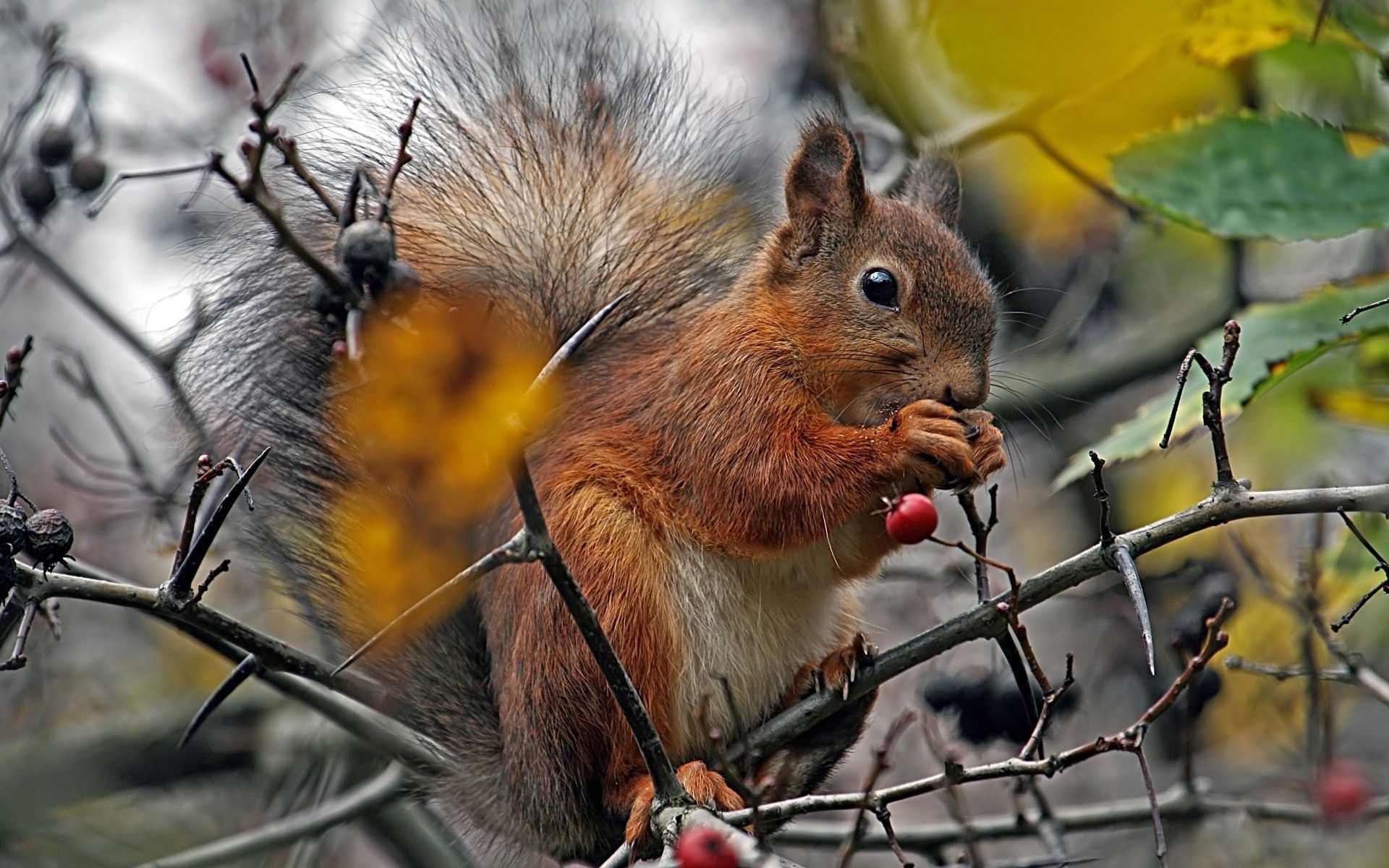 Download mobile wallpaper Branch, Animals, Food, Berry, Squirrel for free.