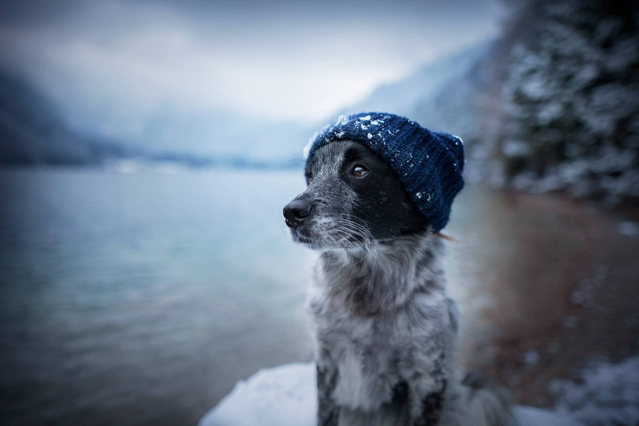 Download mobile wallpaper Winter, Dogs, Dog, Animal, Depth Of Field for free.