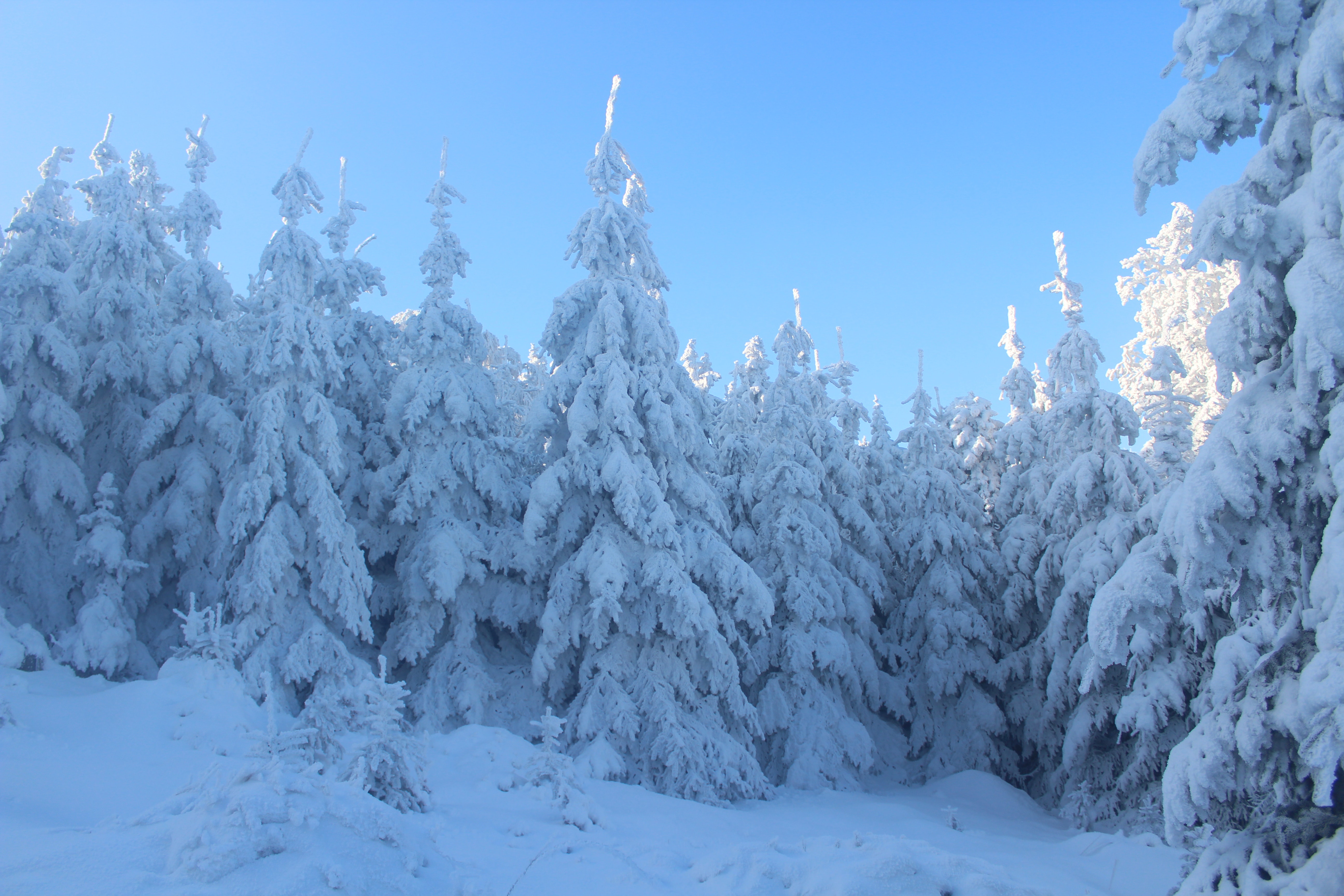 Скачать обои бесплатно Зима, Снег, Лес, Дерево, Ель, Земля/природа картинка на рабочий стол ПК