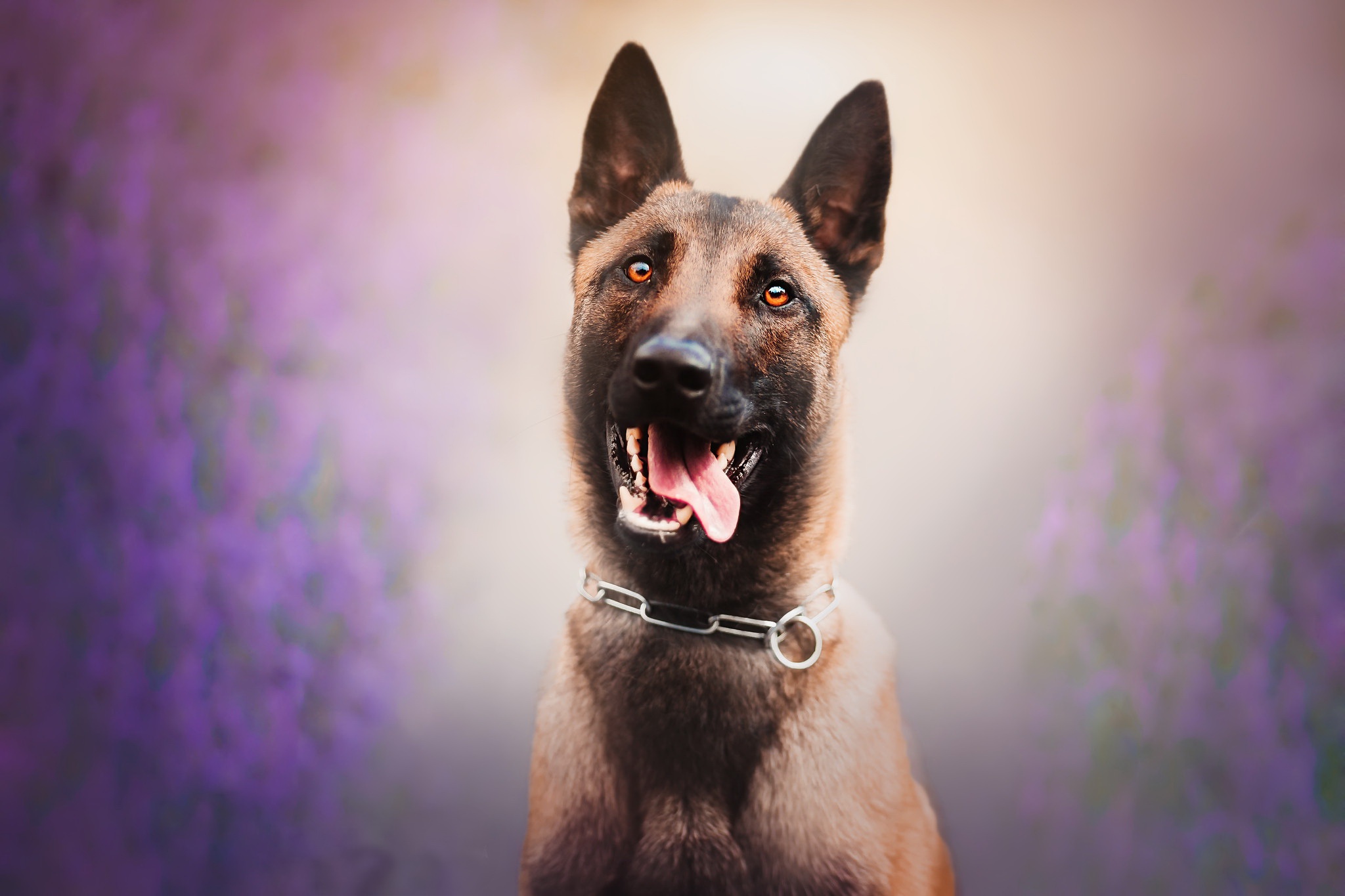 Free download wallpaper Dogs, Dog, Animal, Belgian Malinois on your PC desktop