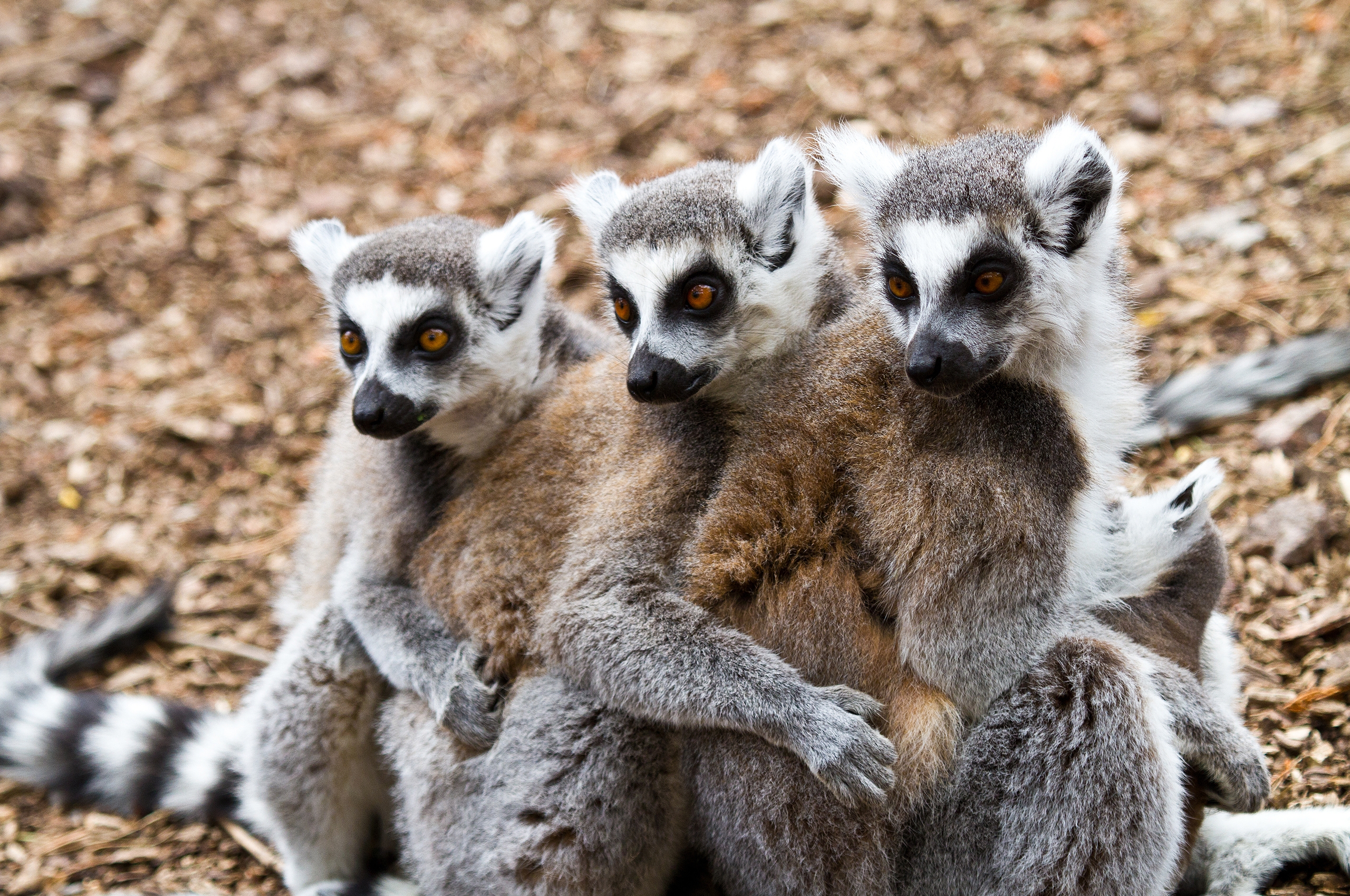 115590 Bild herunterladen tiere, lemuren, drei - Hintergrundbilder und Bildschirmschoner kostenlos