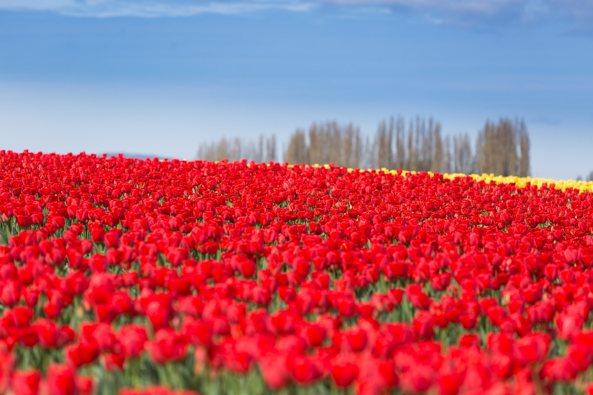 Handy-Wallpaper Blumen, Tulpe, Rote Blume, Erde/natur kostenlos herunterladen.