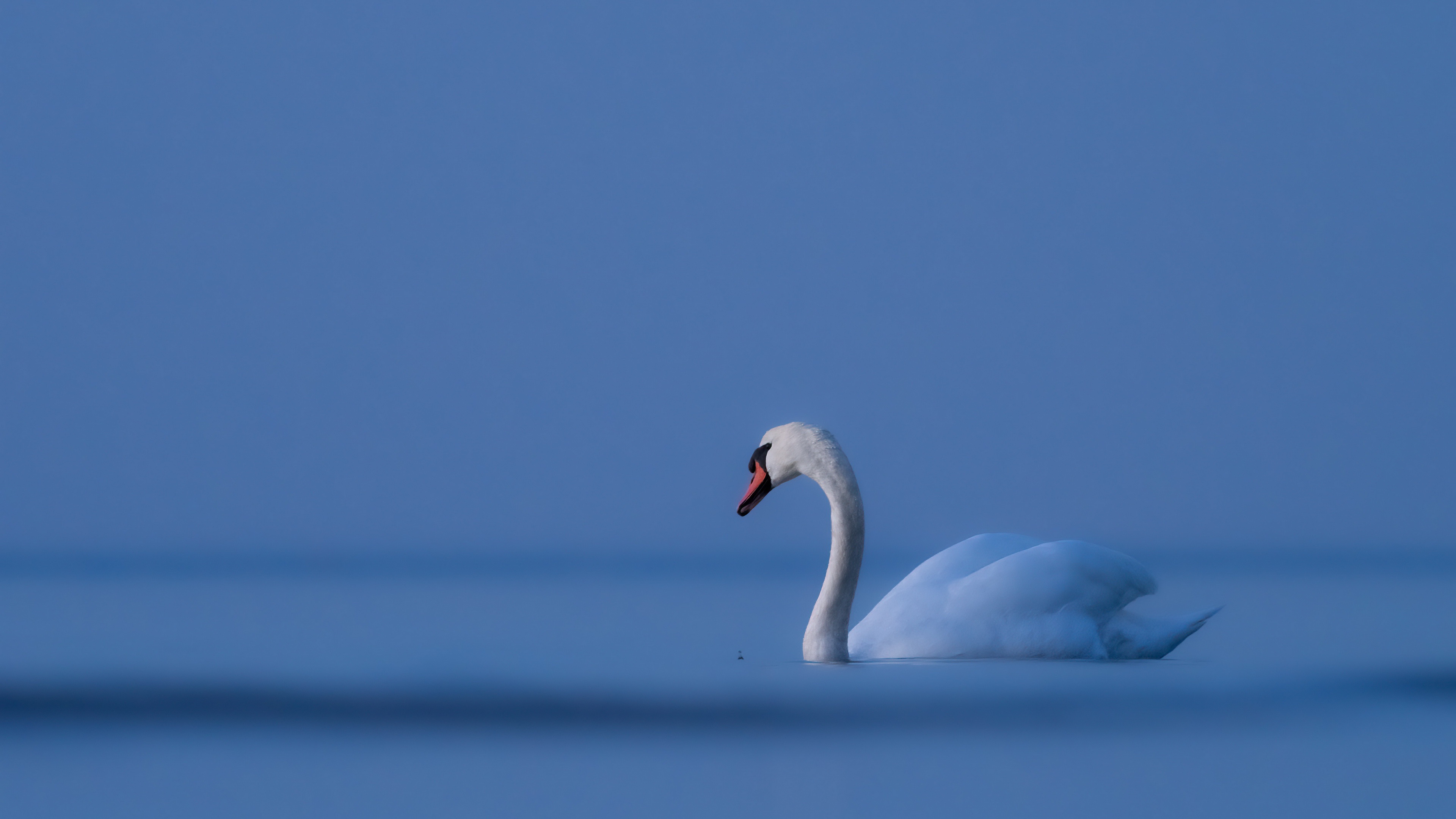 Download mobile wallpaper Birds, Animal, Mute Swan for free.