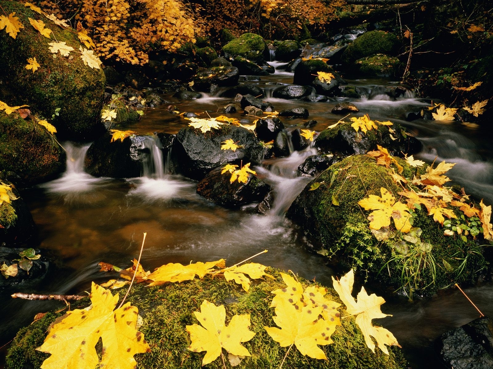Download mobile wallpaper Stones, Rivers, Leaves, Landscape for free.