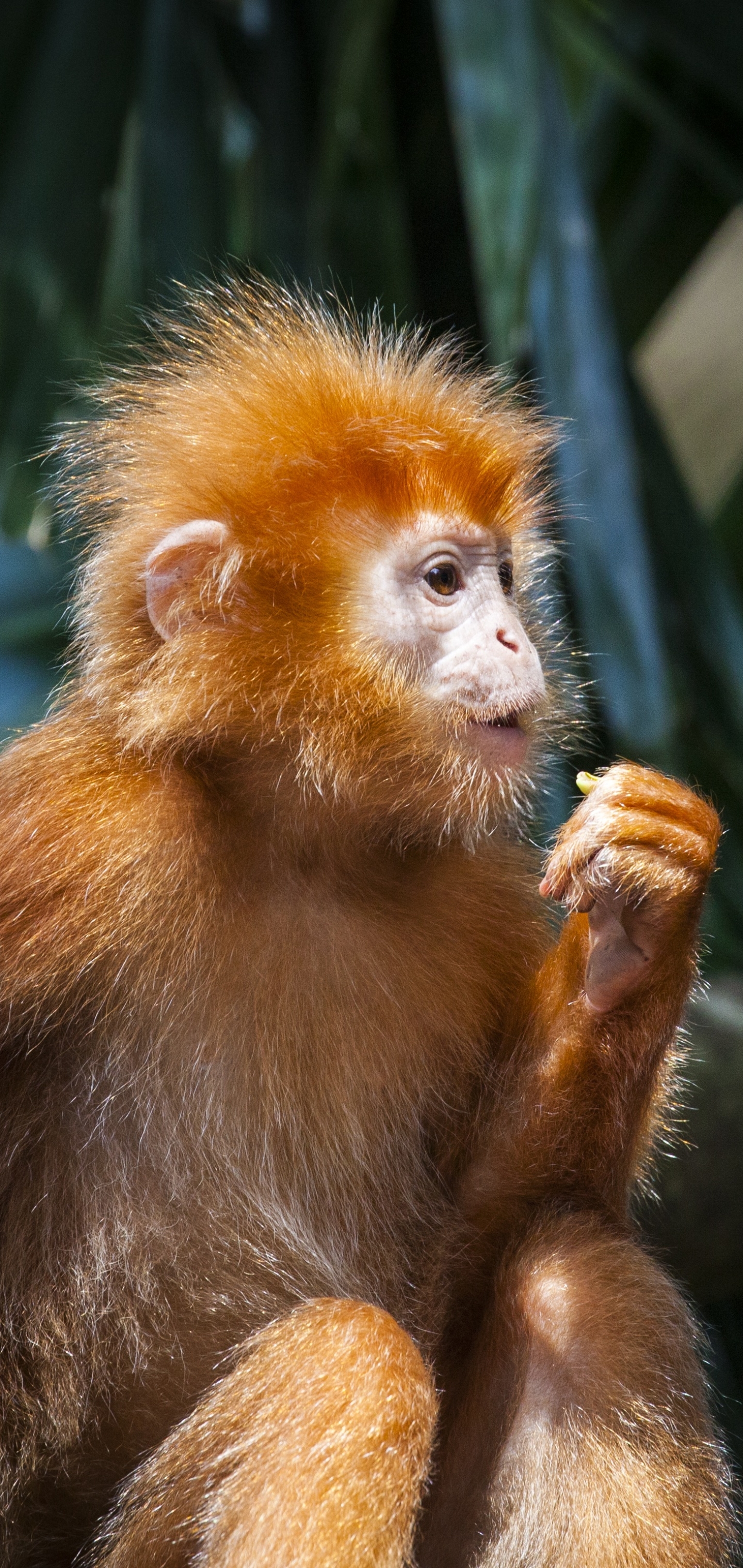 Descarga gratuita de fondo de pantalla para móvil de Animales, Monos, Mono, Primate, Bebe Animal.