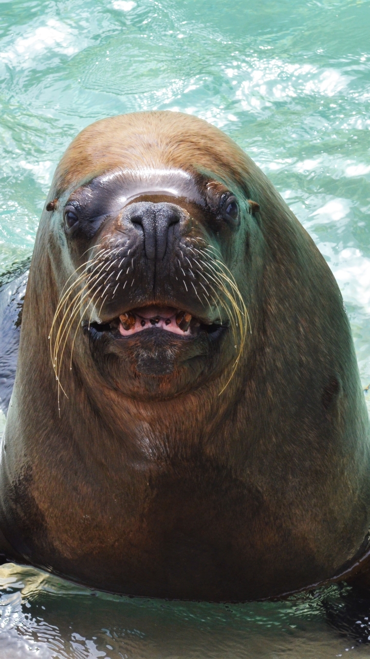 Download mobile wallpaper Animal, Sea Lion for free.