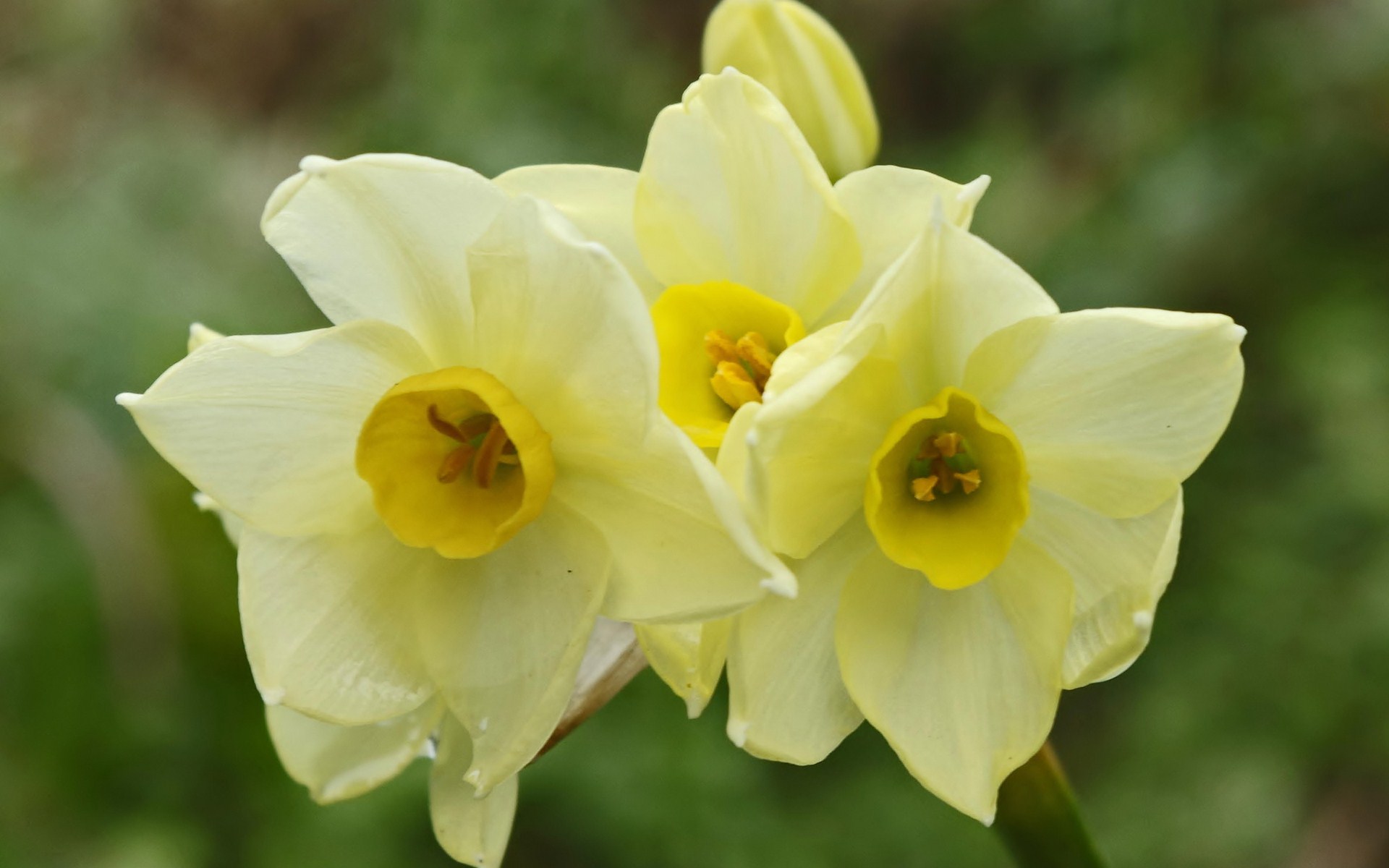 Free download wallpaper Flowers, Earth, Daffodil on your PC desktop
