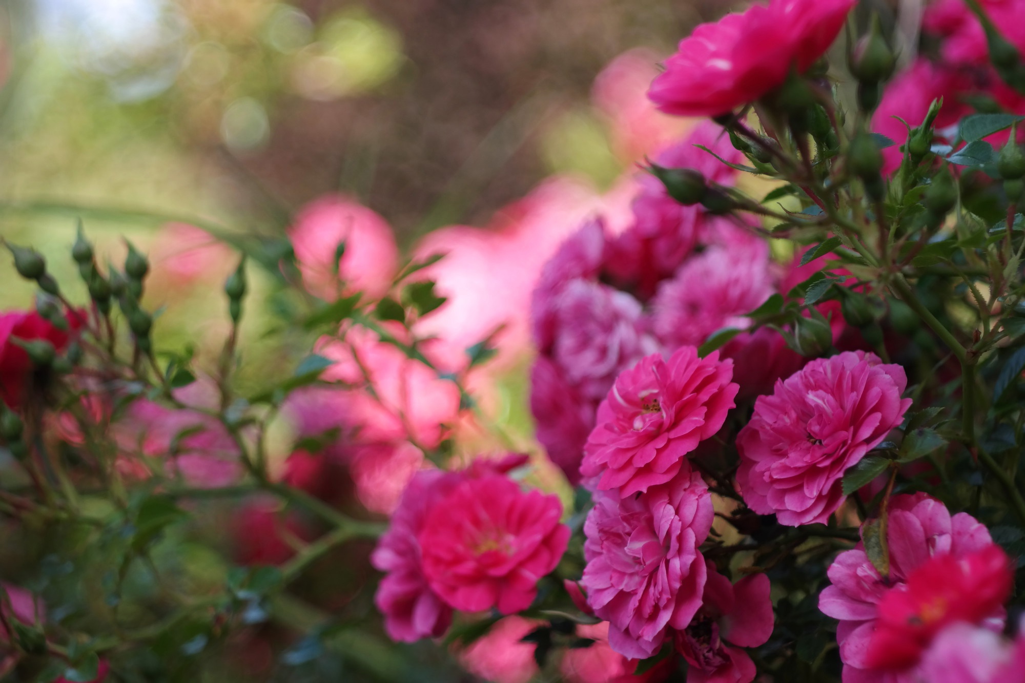 Скачать обои бесплатно Цветок, Роза, Земля/природа, Розовая Роза, Розовый Куст картинка на рабочий стол ПК