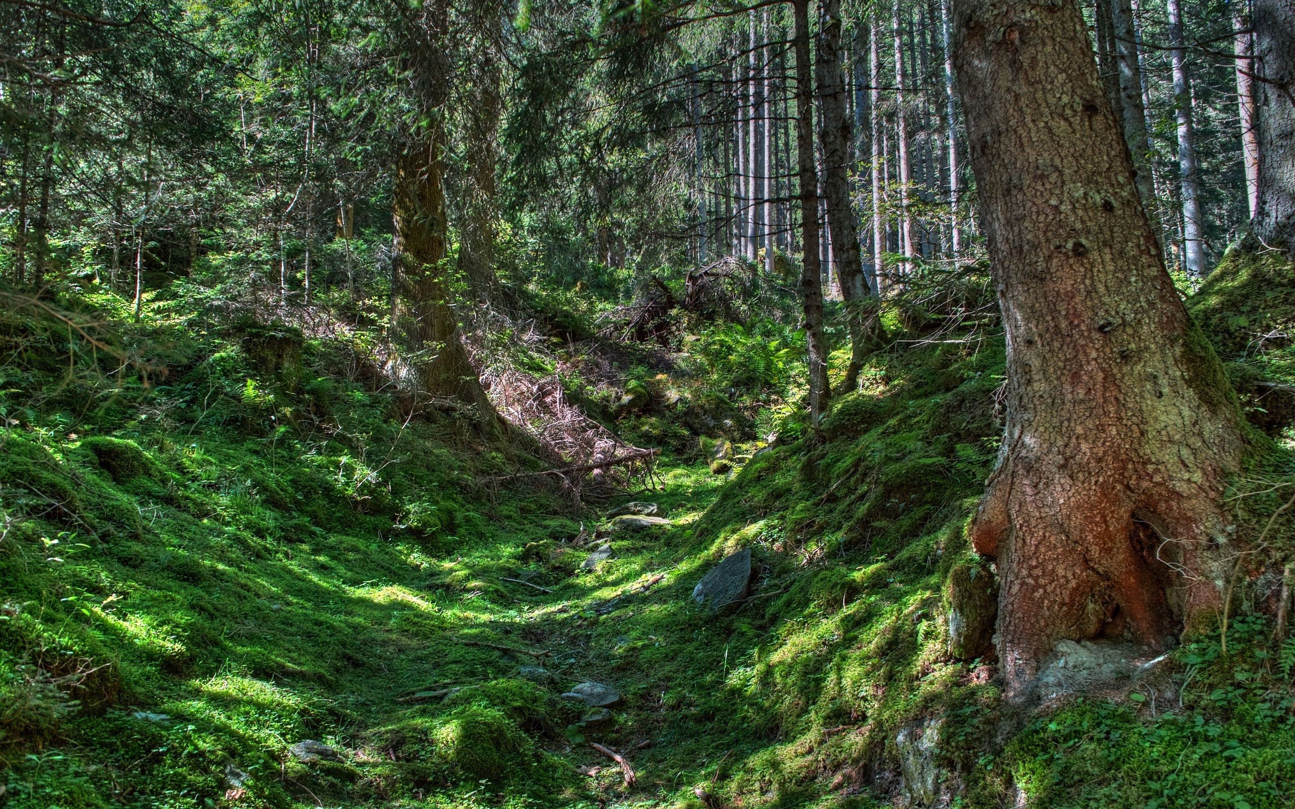 PCデスクトップに自然, 木, 草, 森林, 森, Hdr画像を無料でダウンロード