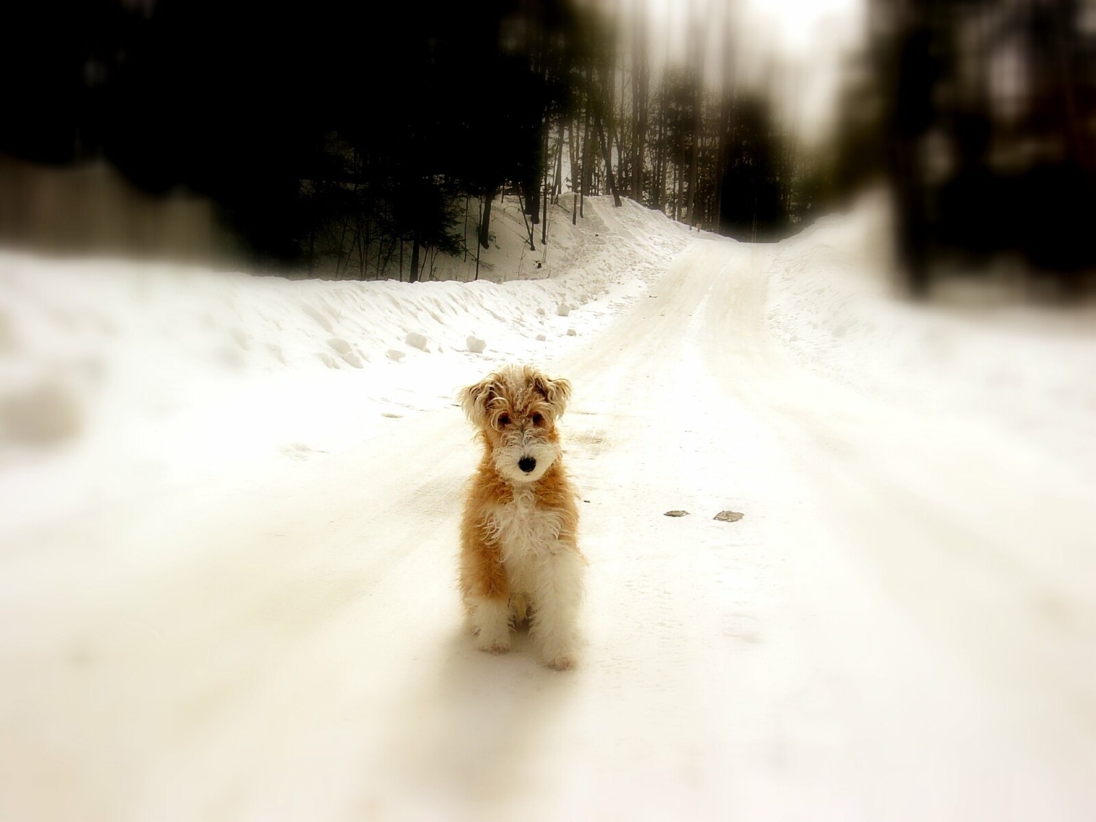 Baixe gratuitamente a imagem Animais, Inverno, Cães, Estradas na área de trabalho do seu PC