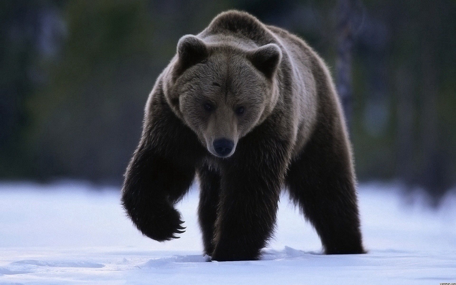 Скачать обои бесплатно Медведь, Большой, Снег, Прогулка, Животные картинка на рабочий стол ПК