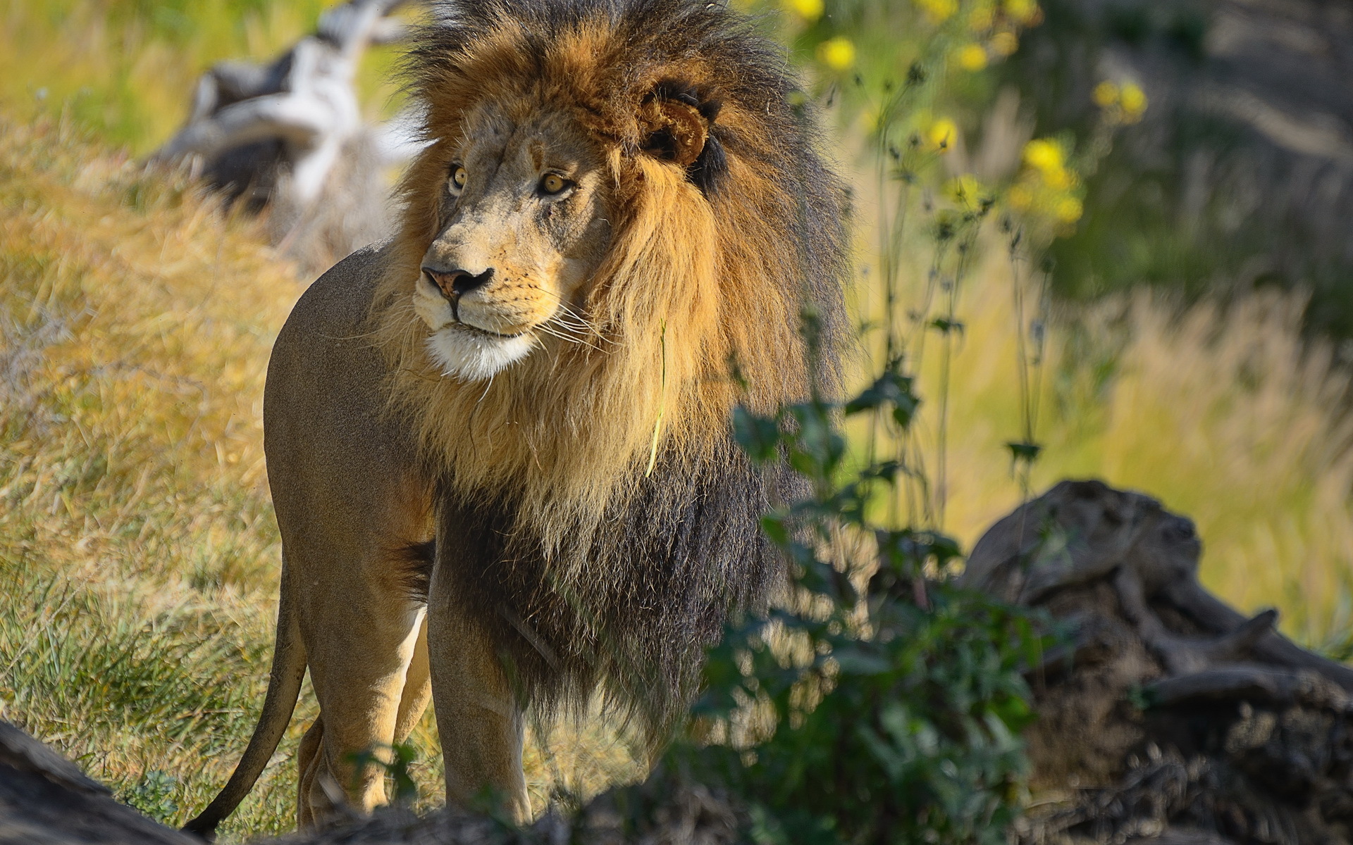 Téléchargez gratuitement l'image Animaux, Chats, Lion sur le bureau de votre PC