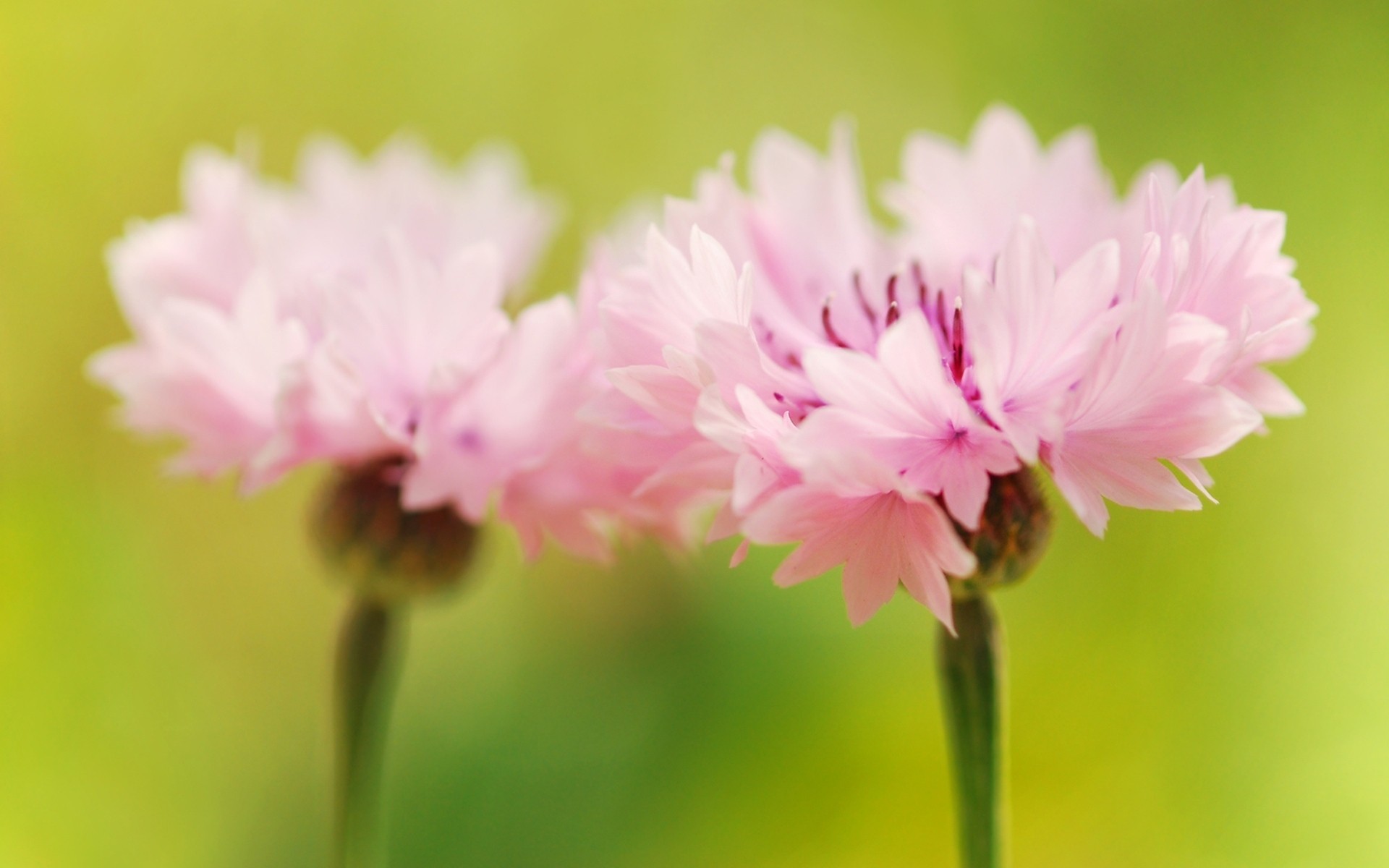 Laden Sie das Blumen, Blume, Erde/natur-Bild kostenlos auf Ihren PC-Desktop herunter