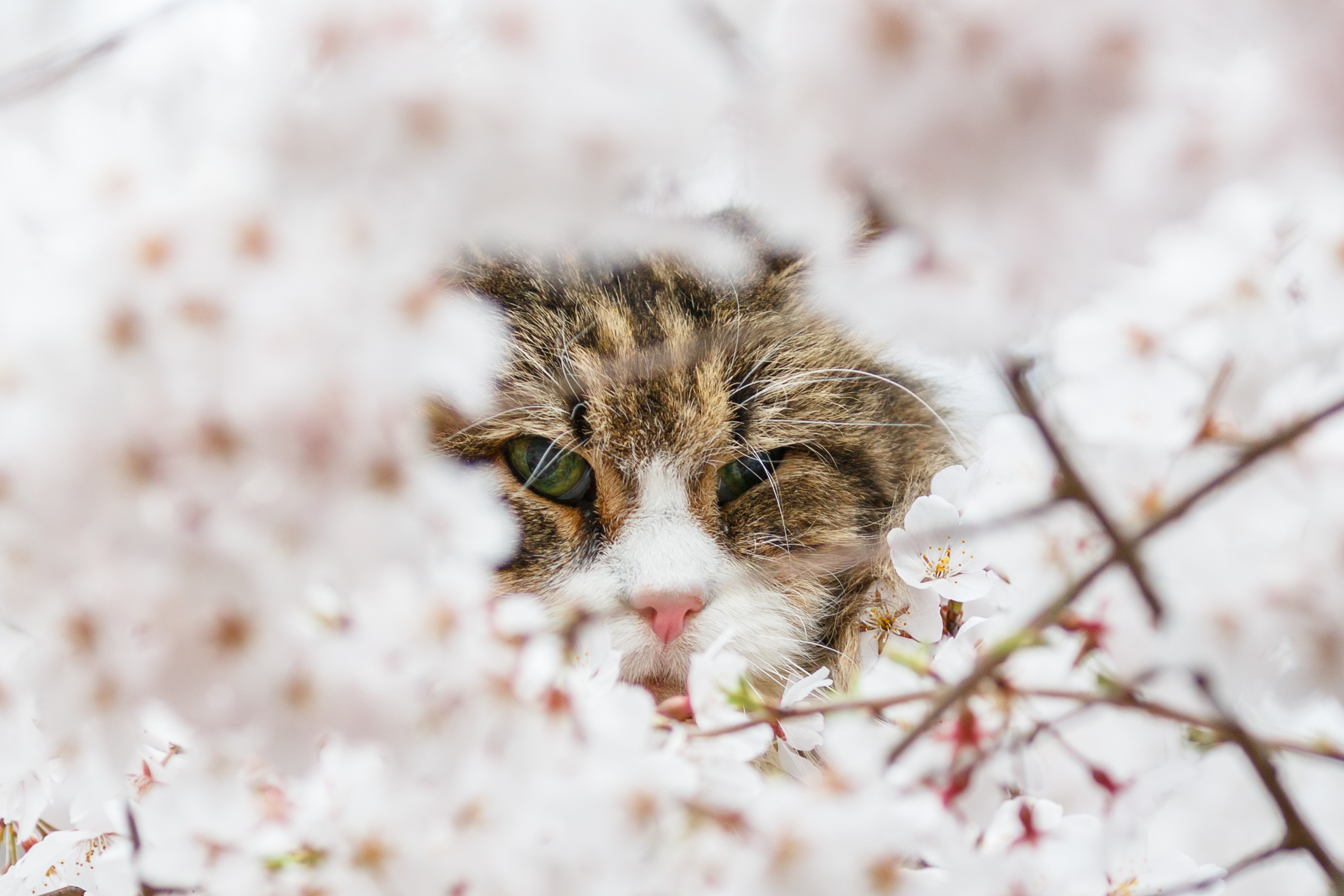 PCデスクトップに動物, 花, ネコ, 猫, ぼかし, 春, 白い花画像を無料でダウンロード