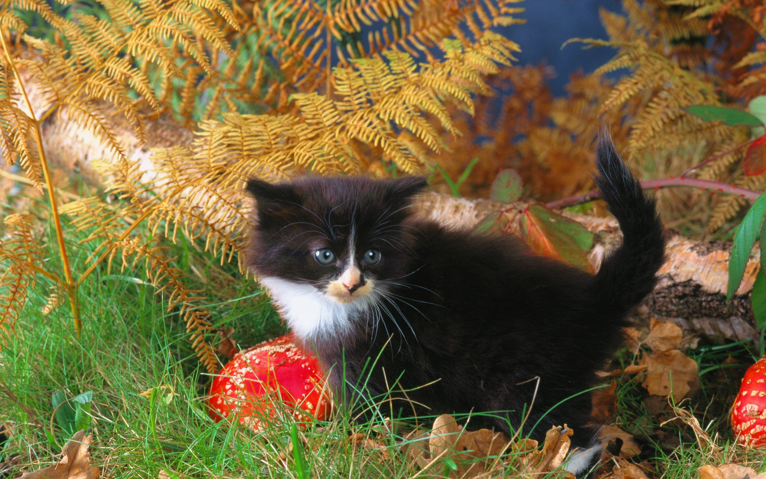 Free download wallpaper Animals, Grass, Autumn, Kitty, Climb, Kitten on your PC desktop