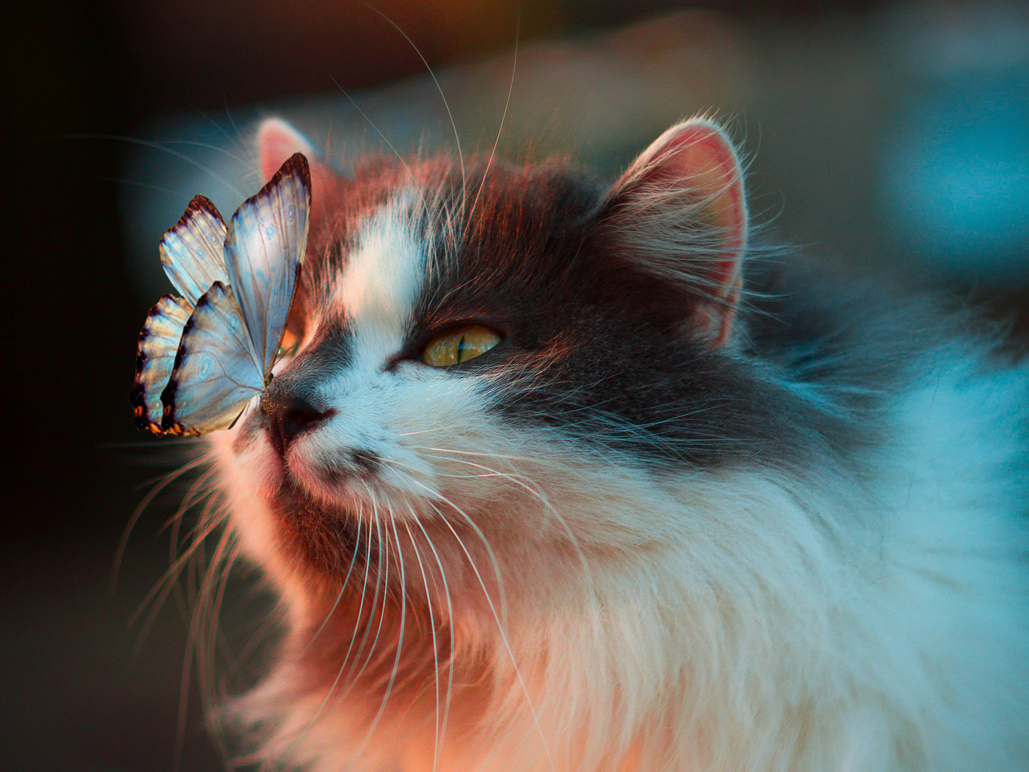 Laden Sie das Tiere, Schmetterlinge, Katze, Süß-Bild kostenlos auf Ihren PC-Desktop herunter