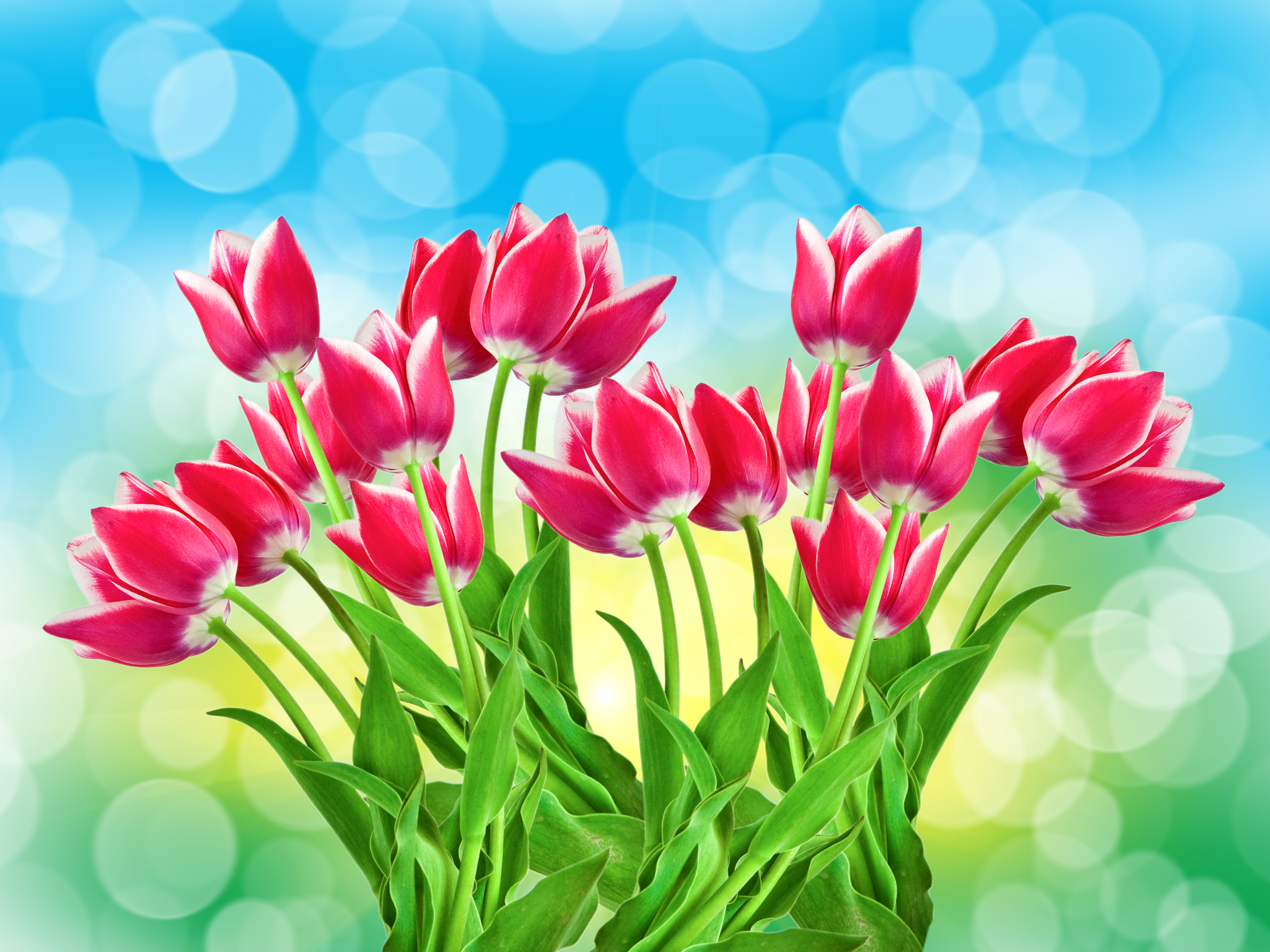 Free download wallpaper Nature, Flowers, Flower, Earth, Colorful, Tulip, Pink Flower on your PC desktop