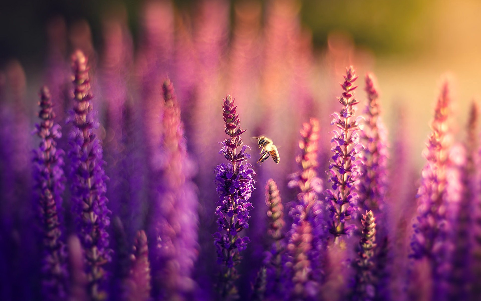 Laden Sie das Makro, Fotografie-Bild kostenlos auf Ihren PC-Desktop herunter