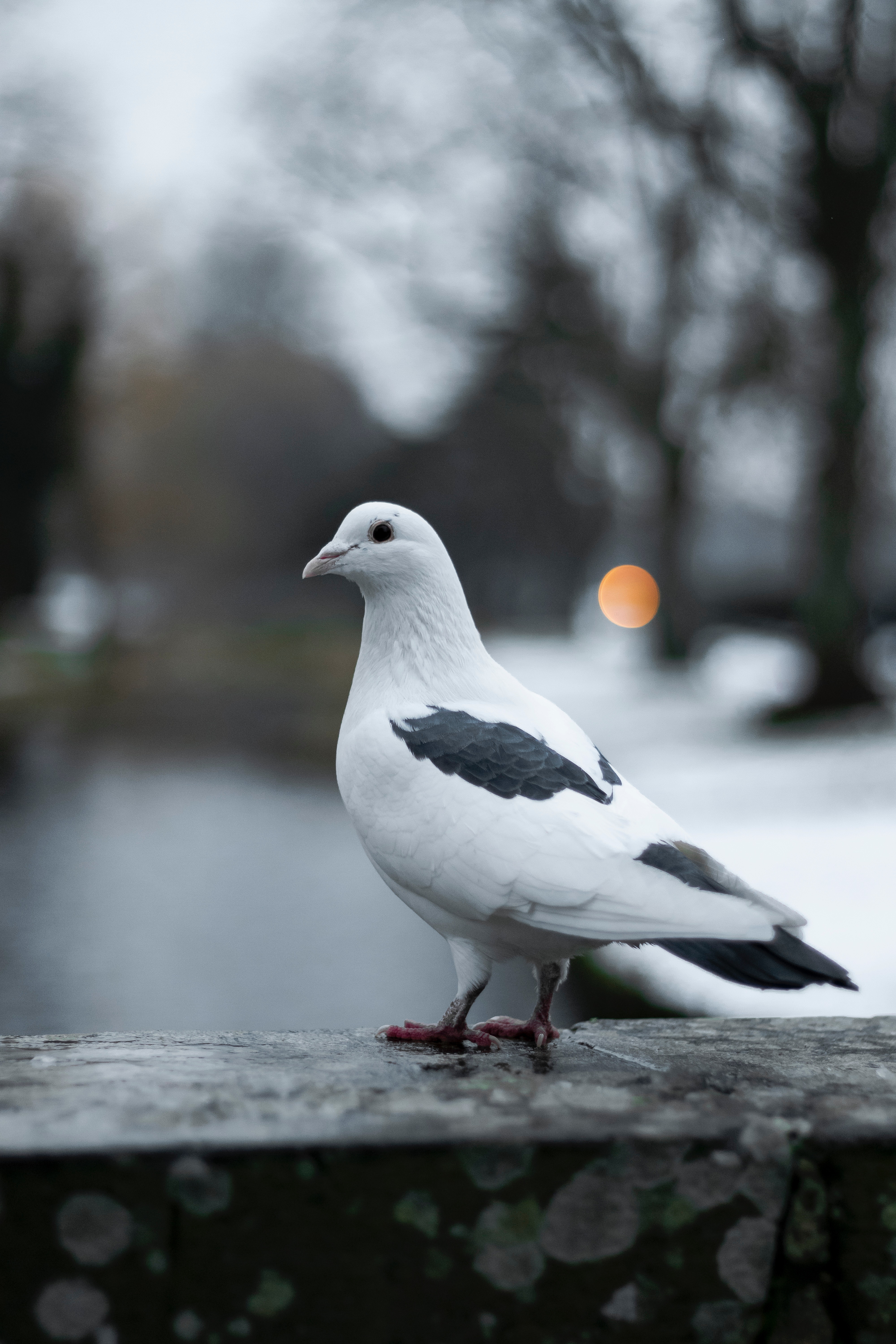 white, smooth, animals, bird, blur, dove 4K