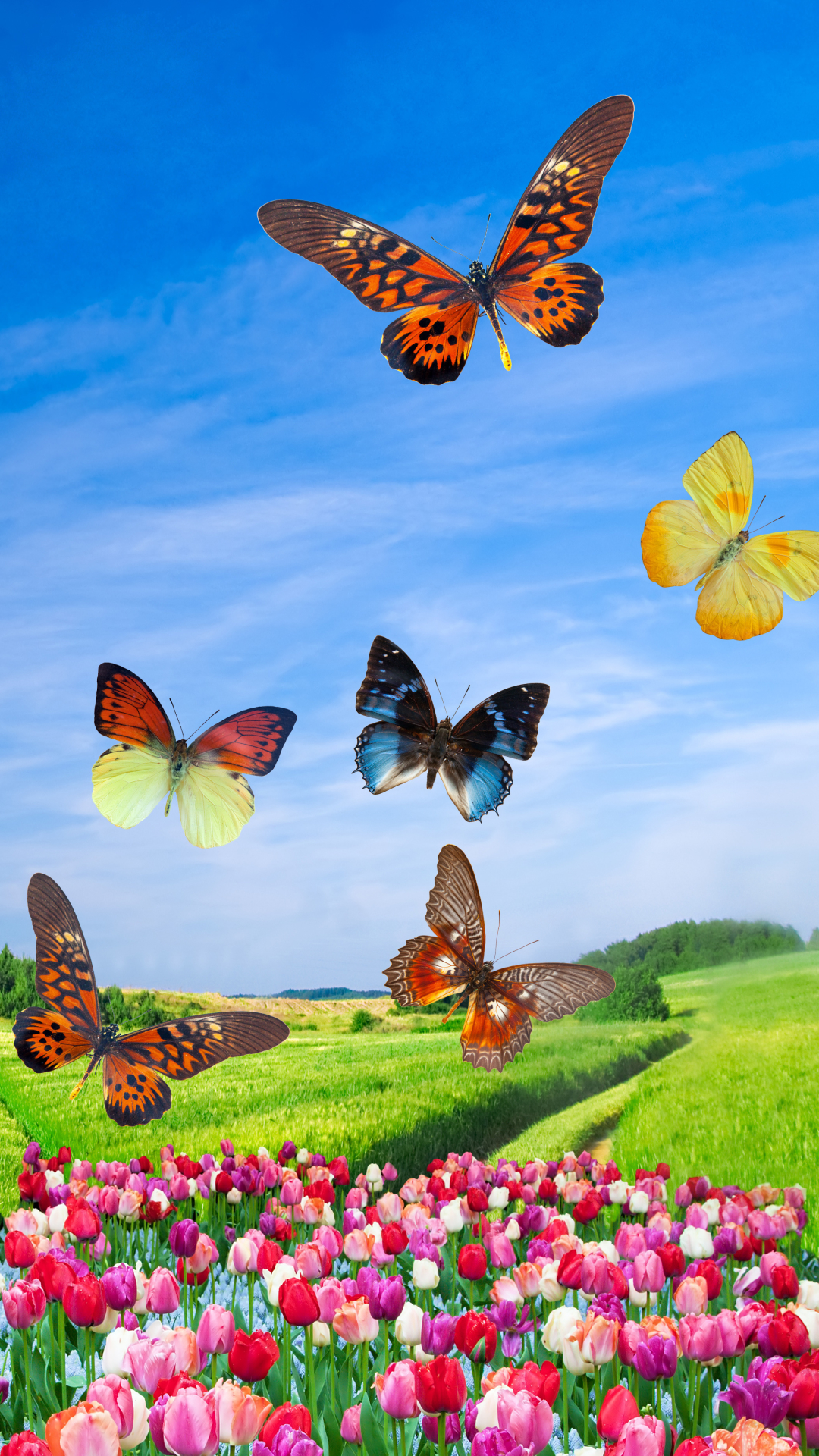 Скачати мобільні шпалери Поле, Метелик, Весна, Художній, Тюльпан безкоштовно.