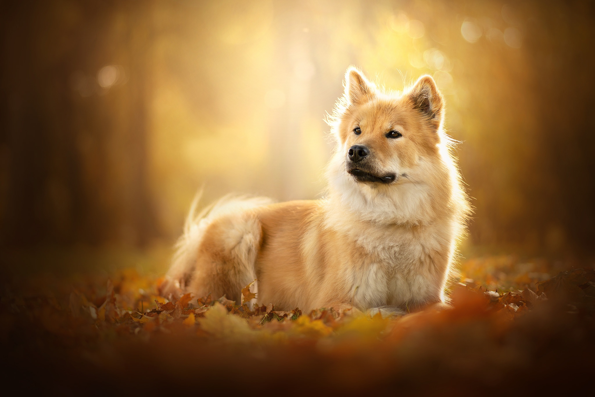 Free download wallpaper Dogs, Dog, Animal, Depth Of Field on your PC desktop