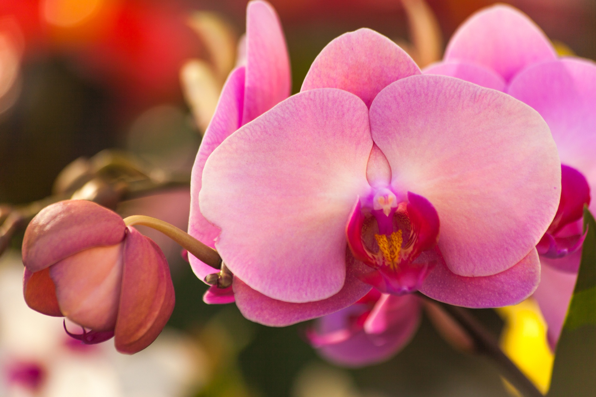 Download mobile wallpaper Nature, Flowers, Flower, Close Up, Earth, Orchid, Pink Flower for free.