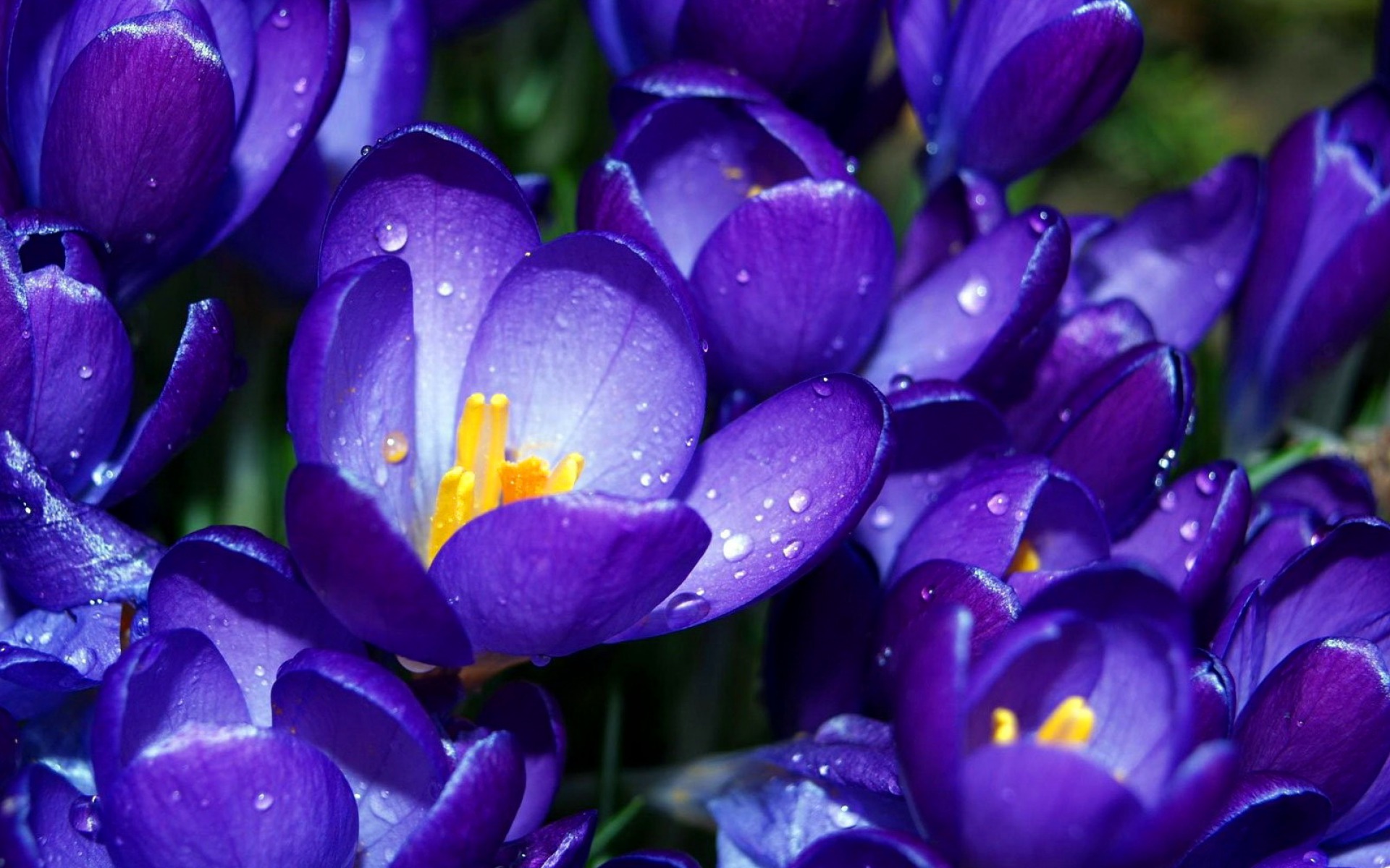 Завантажити шпалери безкоштовно Квітка, Земля, Крокус, Фіолетова Квітка, Флауерзи картинка на робочий стіл ПК