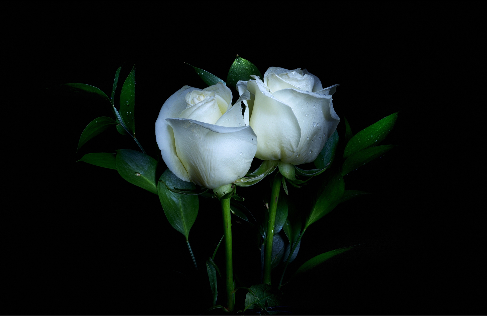 412924 скачать обои белый цветок, белая роза, роза, земля/природа, цветок, флауэрсы - заставки и картинки бесплатно