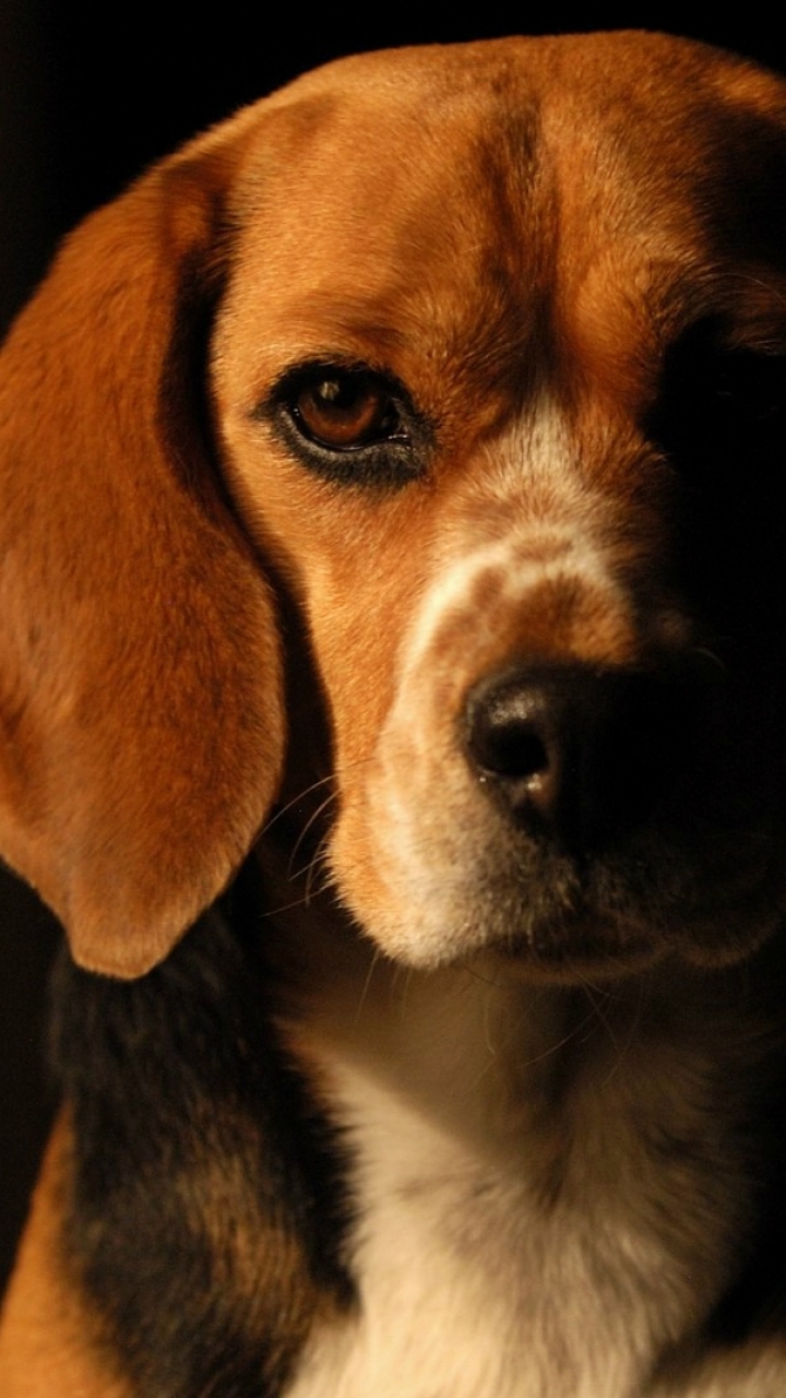 Handy-Wallpaper Tiere, Hunde, Beagle kostenlos herunterladen.