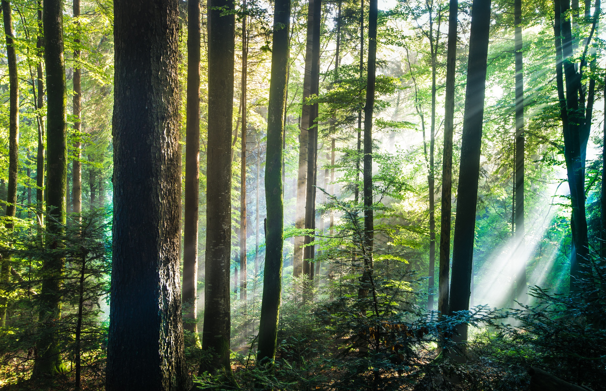 Laden Sie das Natur, Wald, Baum, Sonnenstrahl, Erde/natur-Bild kostenlos auf Ihren PC-Desktop herunter