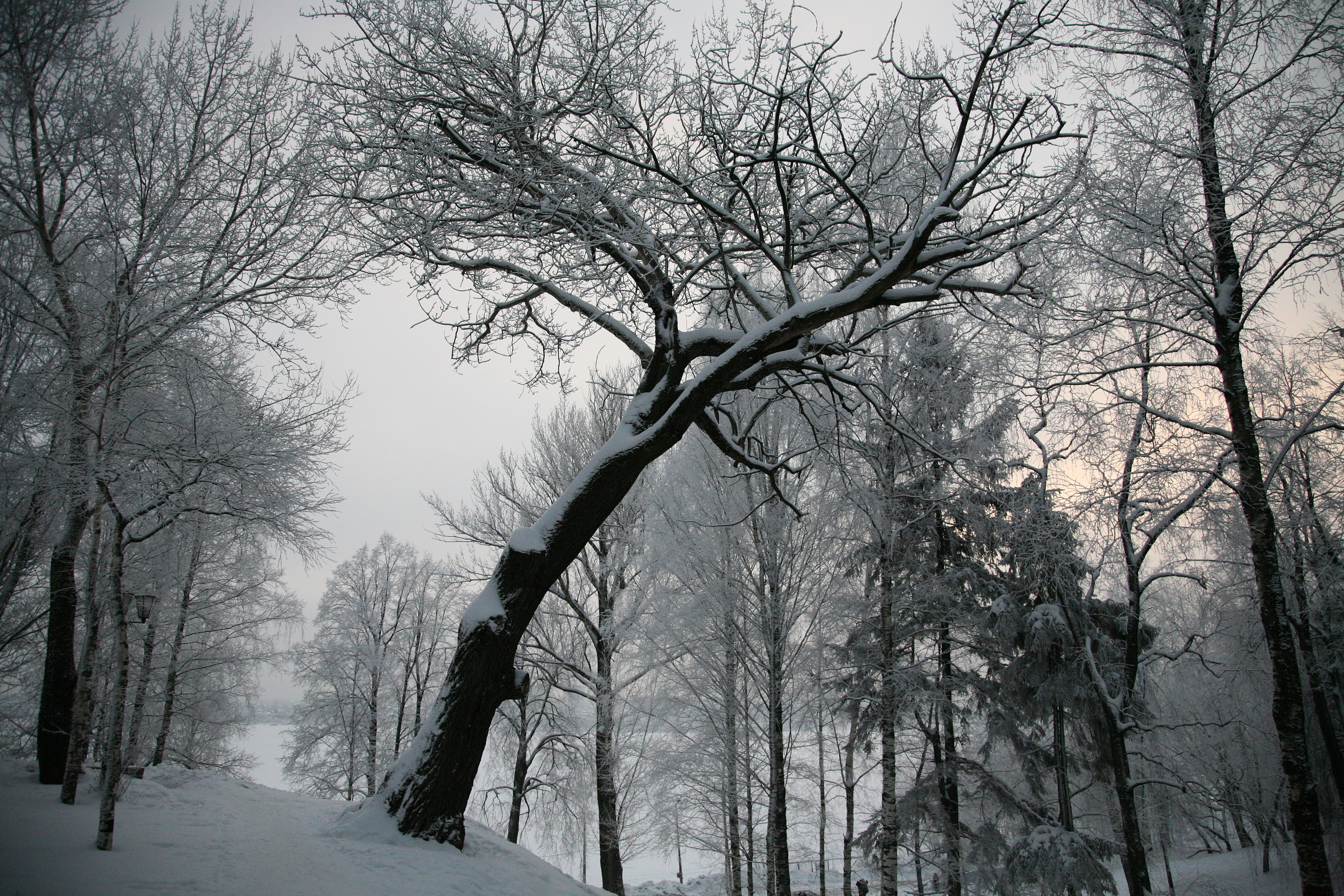 Free download wallpaper Winter, Snow, Forest, Tree, Earth on your PC desktop