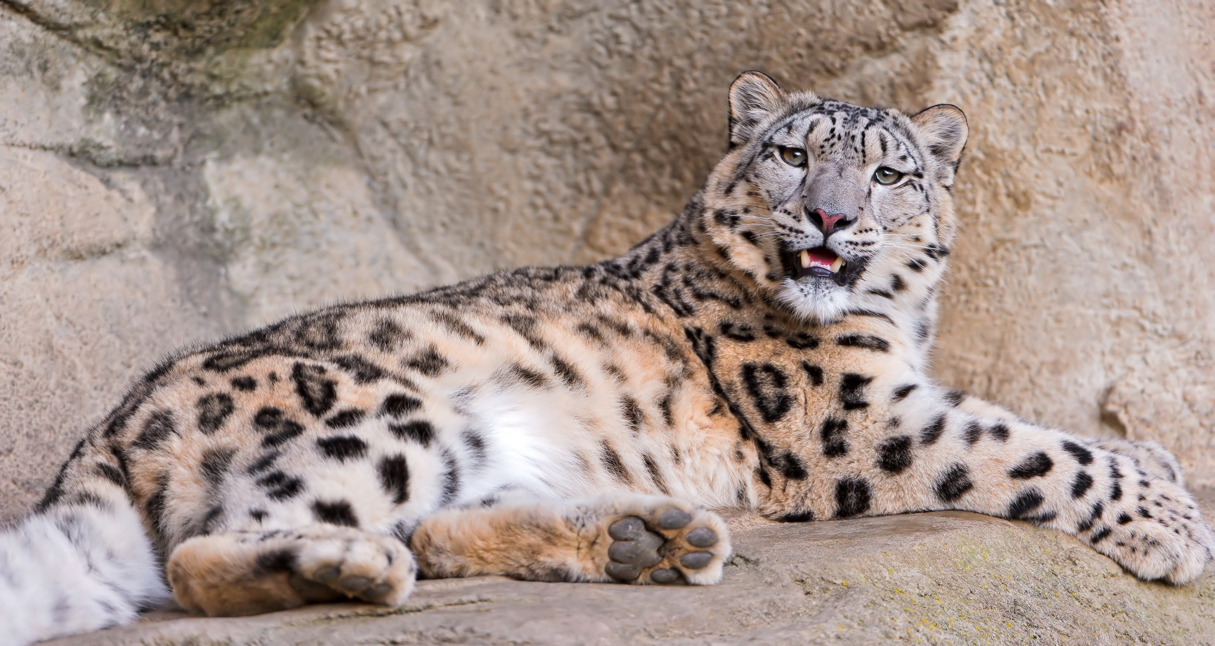 97359 baixar imagens snow leopard, animais, pedras, sorriso, deitar se, mentir, predator, predador, raiva - papéis de parede e protetores de tela gratuitamente