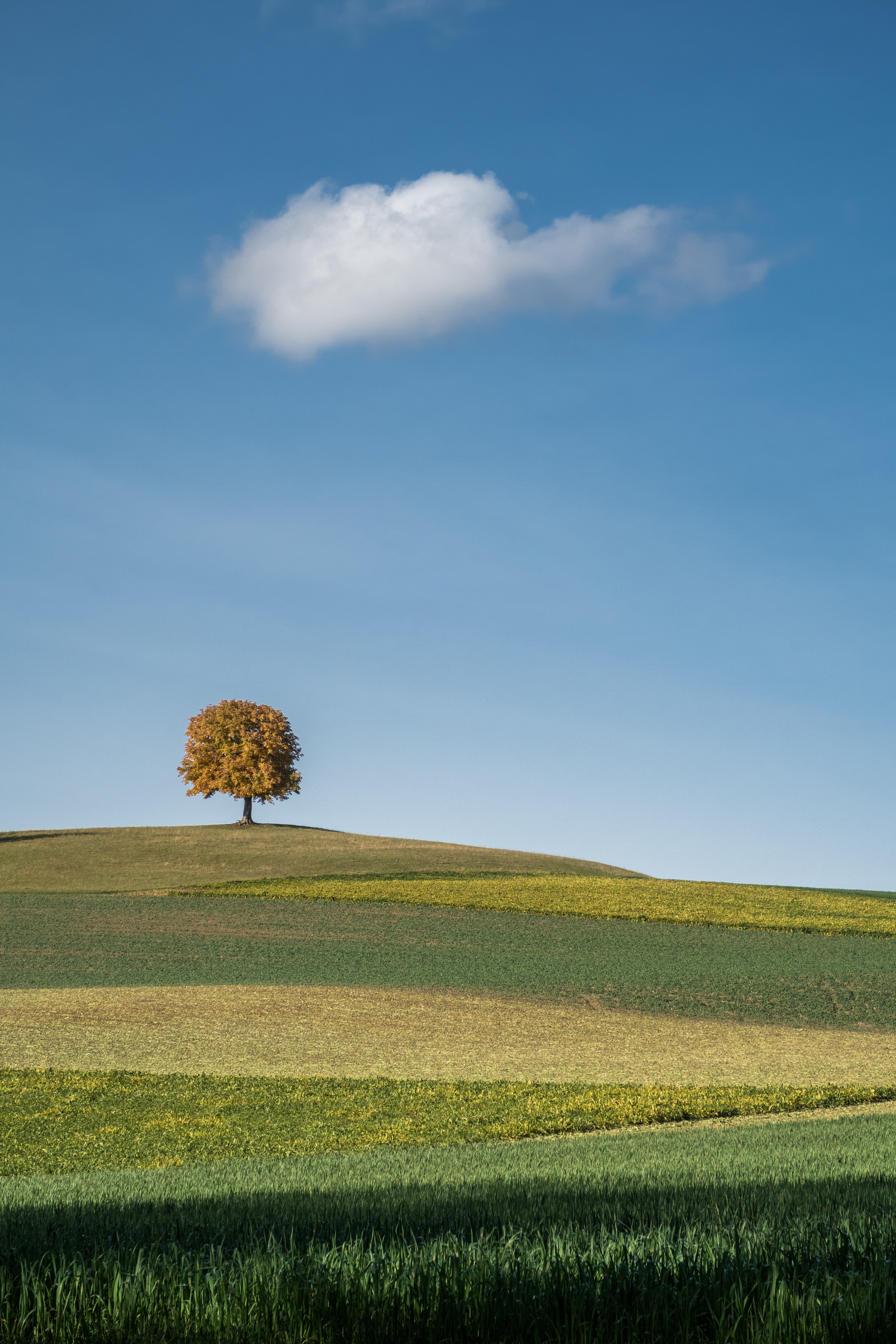 landscape, nature, wood, tree, field, hills, cloud desktop HD wallpaper