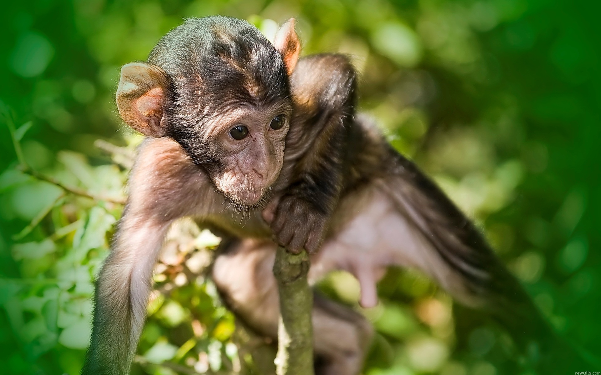 Descarga gratuita de fondo de pantalla para móvil de Monos, Mono, Animales.