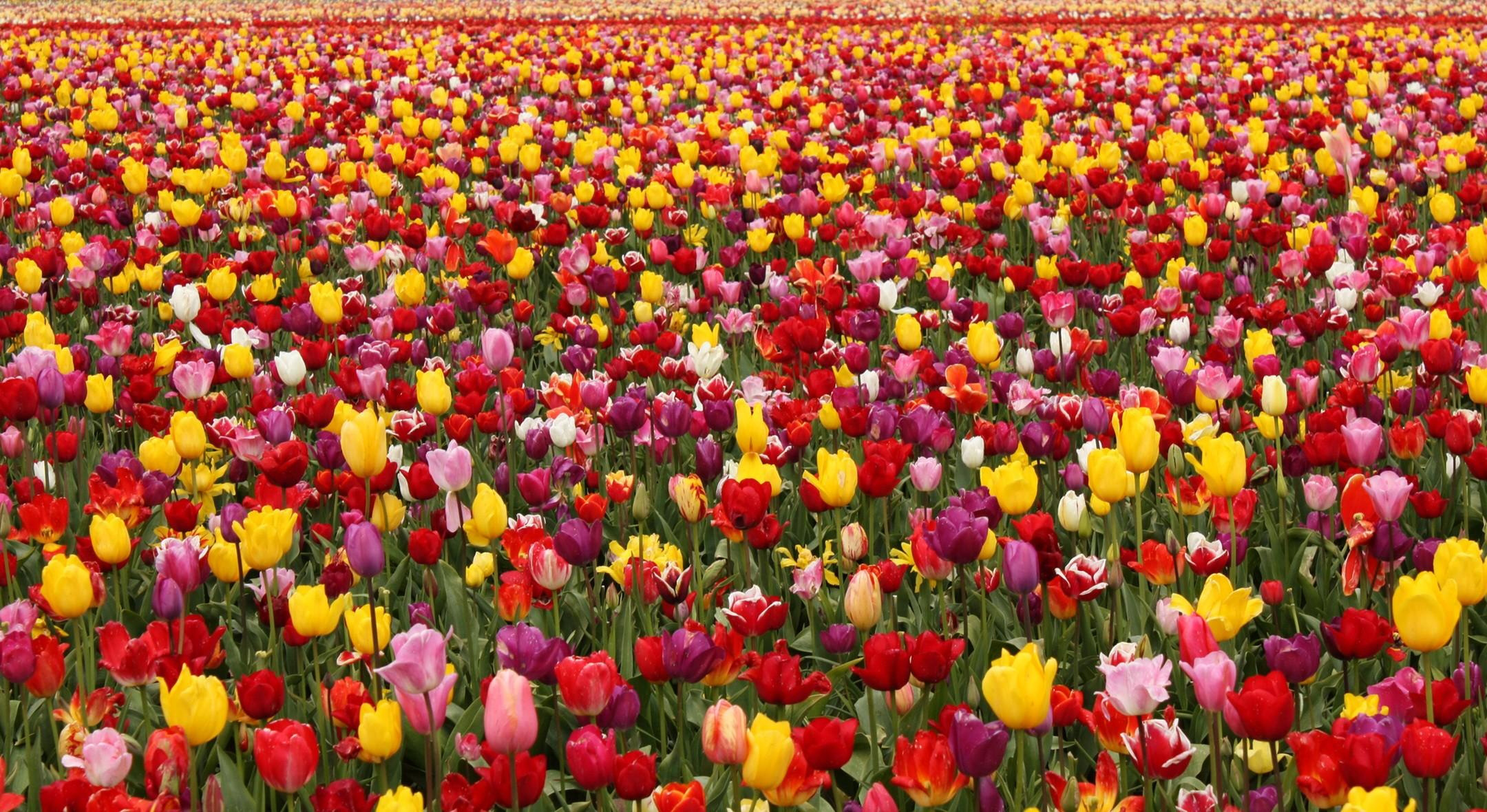 Handy-Wallpaper Blumen, Blume, Feld, Farben, Bunt, Tulpe, Gelbe Blume, Lila Blume, Rote Blume, Erde/natur, Pinke Blume kostenlos herunterladen.