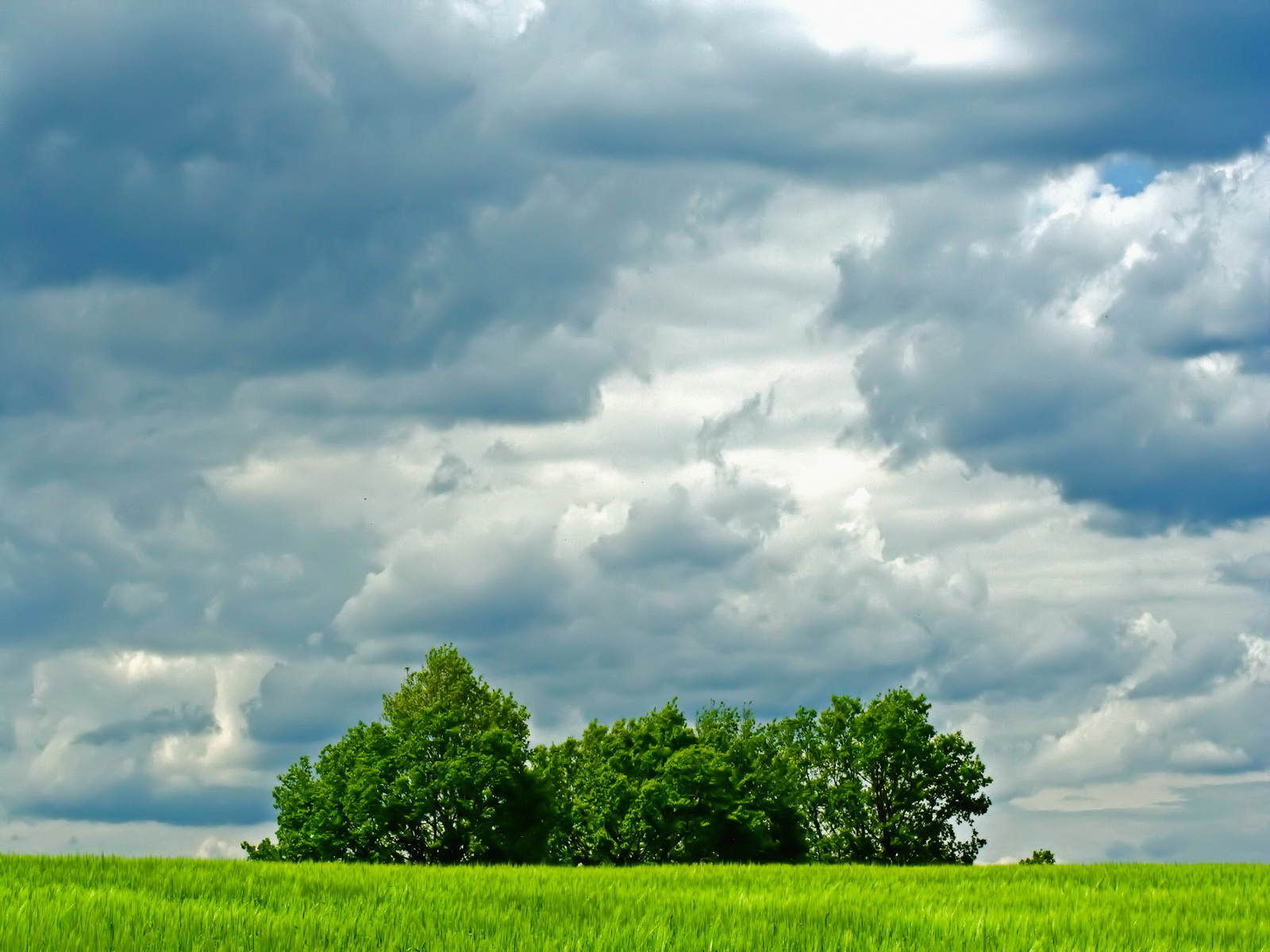 Download mobile wallpaper Nature, Grass, Sky, Tree, Earth, Field, Cloud for free.