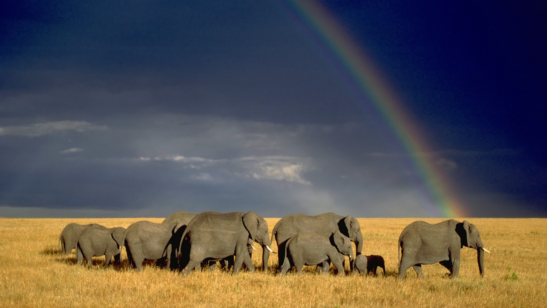 animal, african bush elephant, elephants 8K