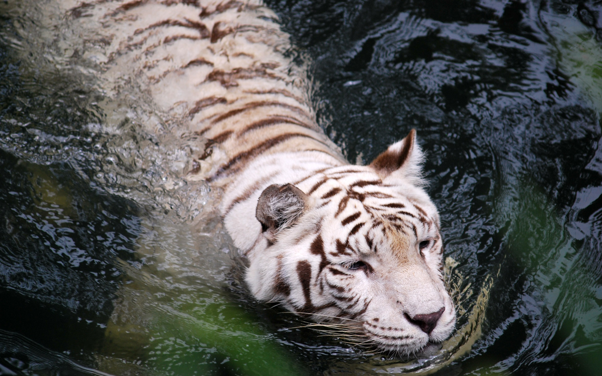 Завантажити шпалери безкоштовно Білий Тигр, Коти, Тварина картинка на робочий стіл ПК