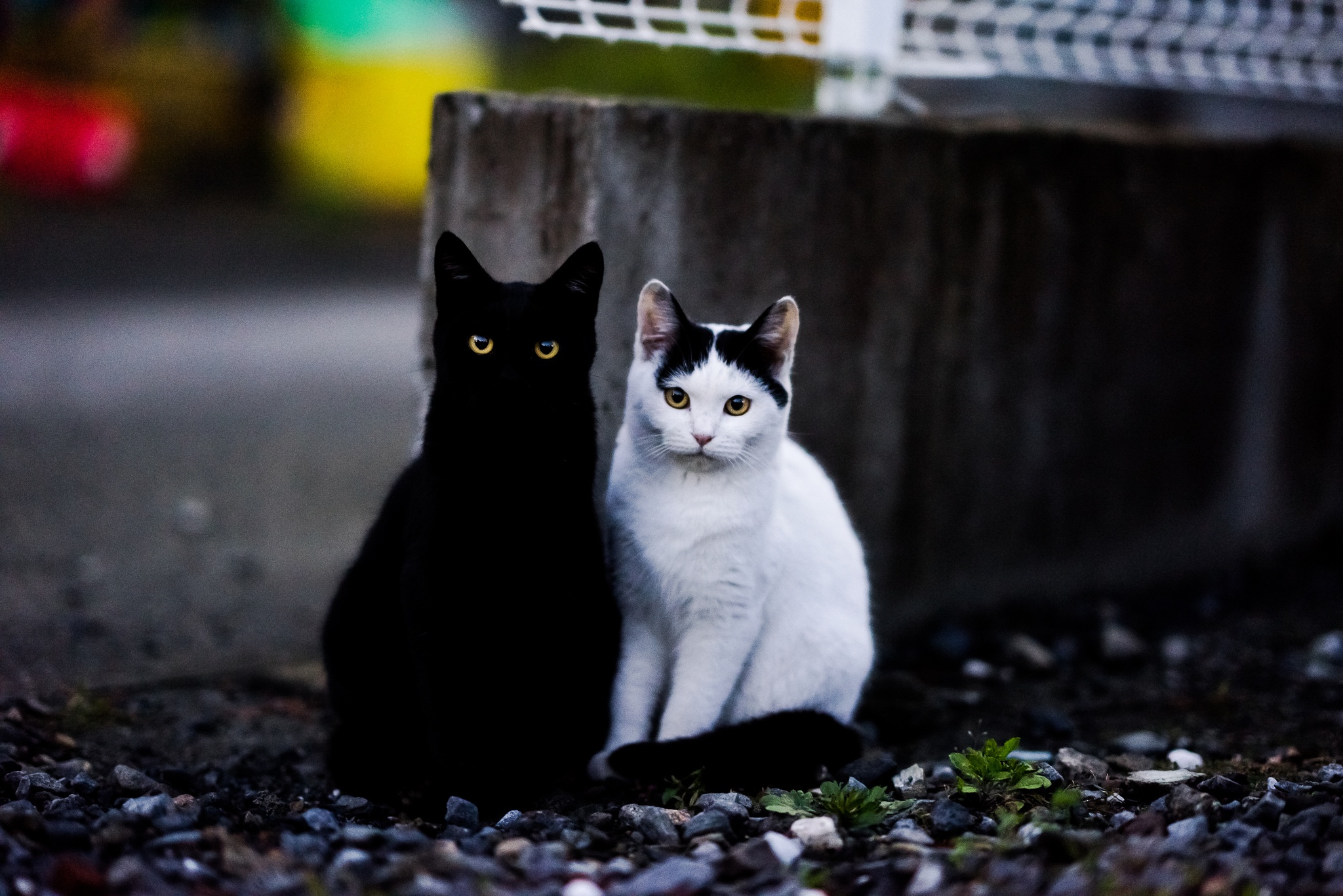 無料モバイル壁紙ネコ, 猫, 動物をダウンロードします。