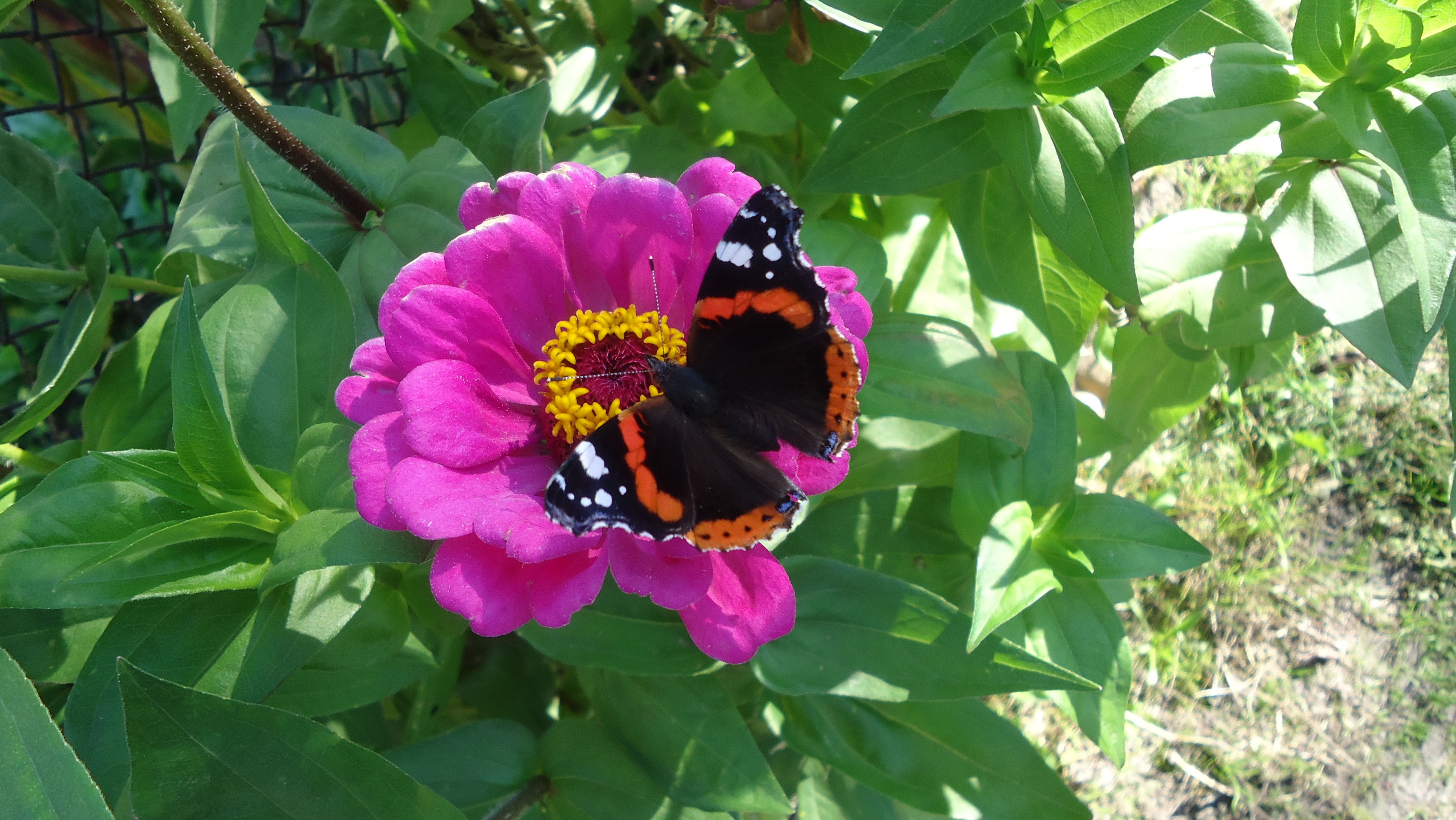 Скачать обои бесплатно Бабочка, Животные, Цветок, Лето картинка на рабочий стол ПК