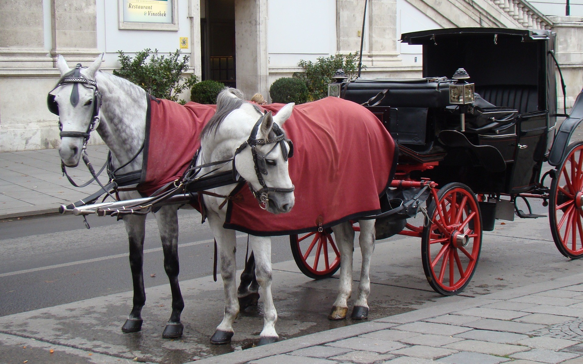 Téléchargez des papiers peints mobile Animaux, Cheval gratuitement.