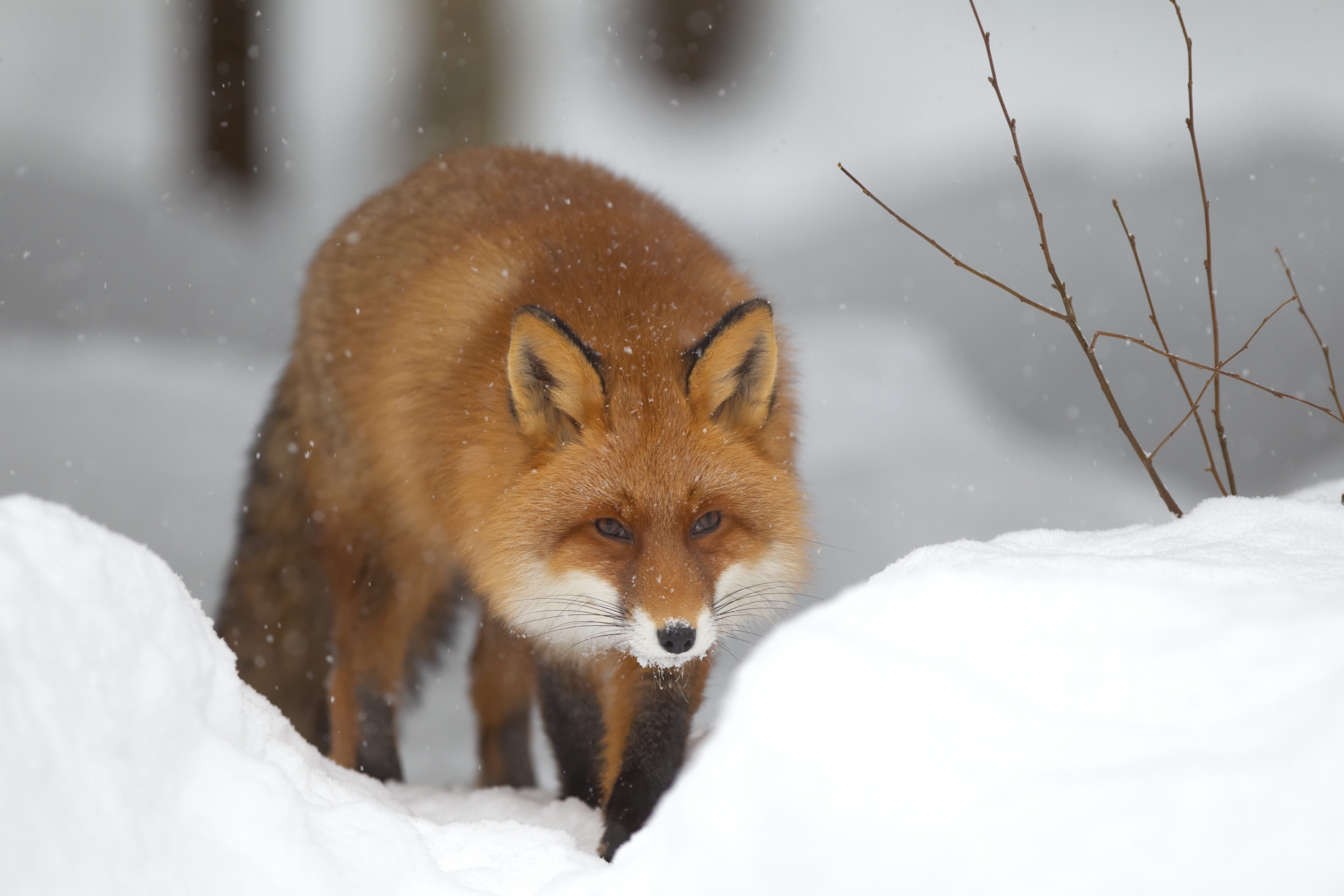 Free download wallpaper Snow, Animals, Winter, Forest, Fox on your PC desktop