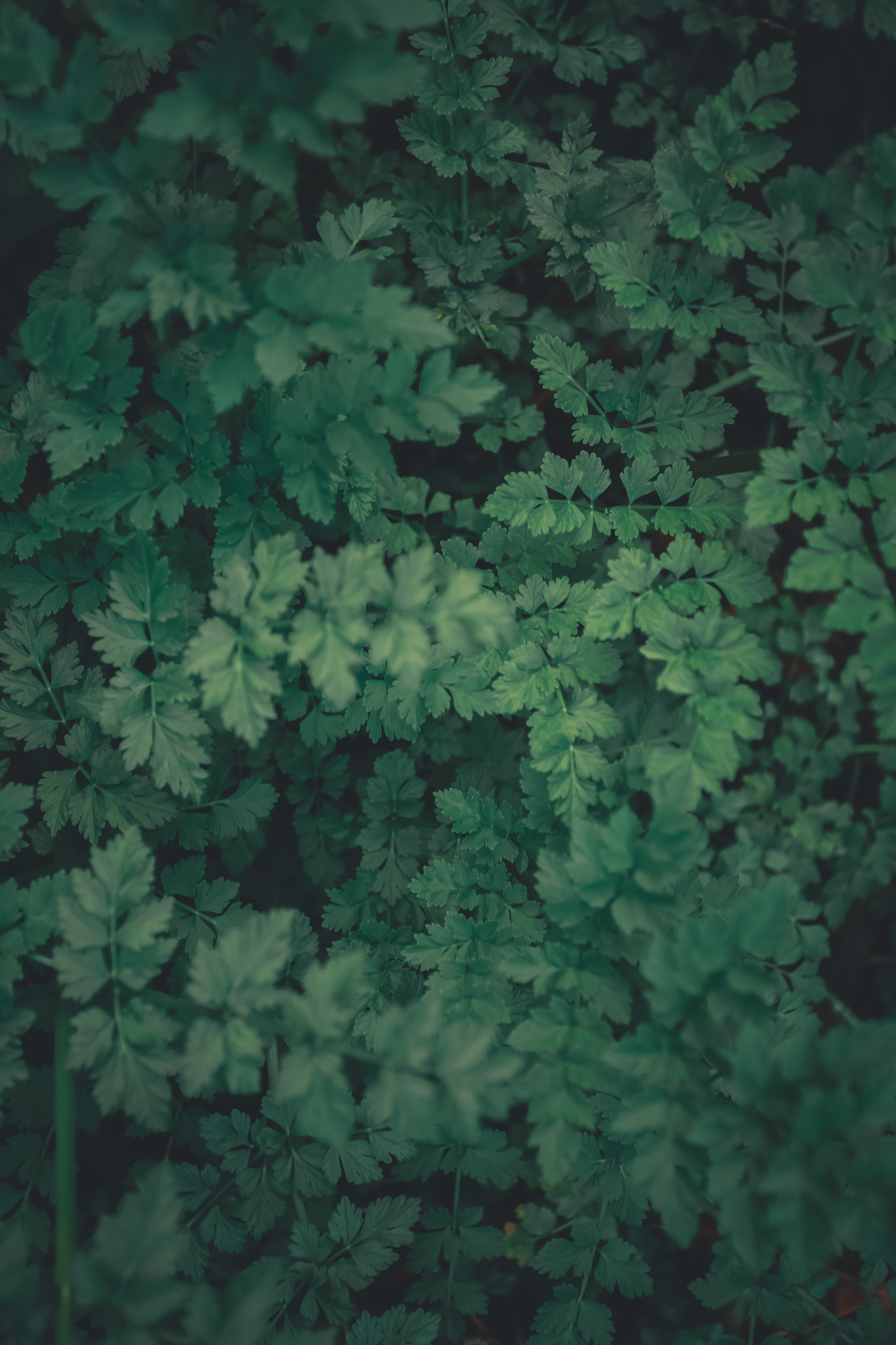 Скачать картинку Зеленый, Листья, Макро, Растения в телефон бесплатно.