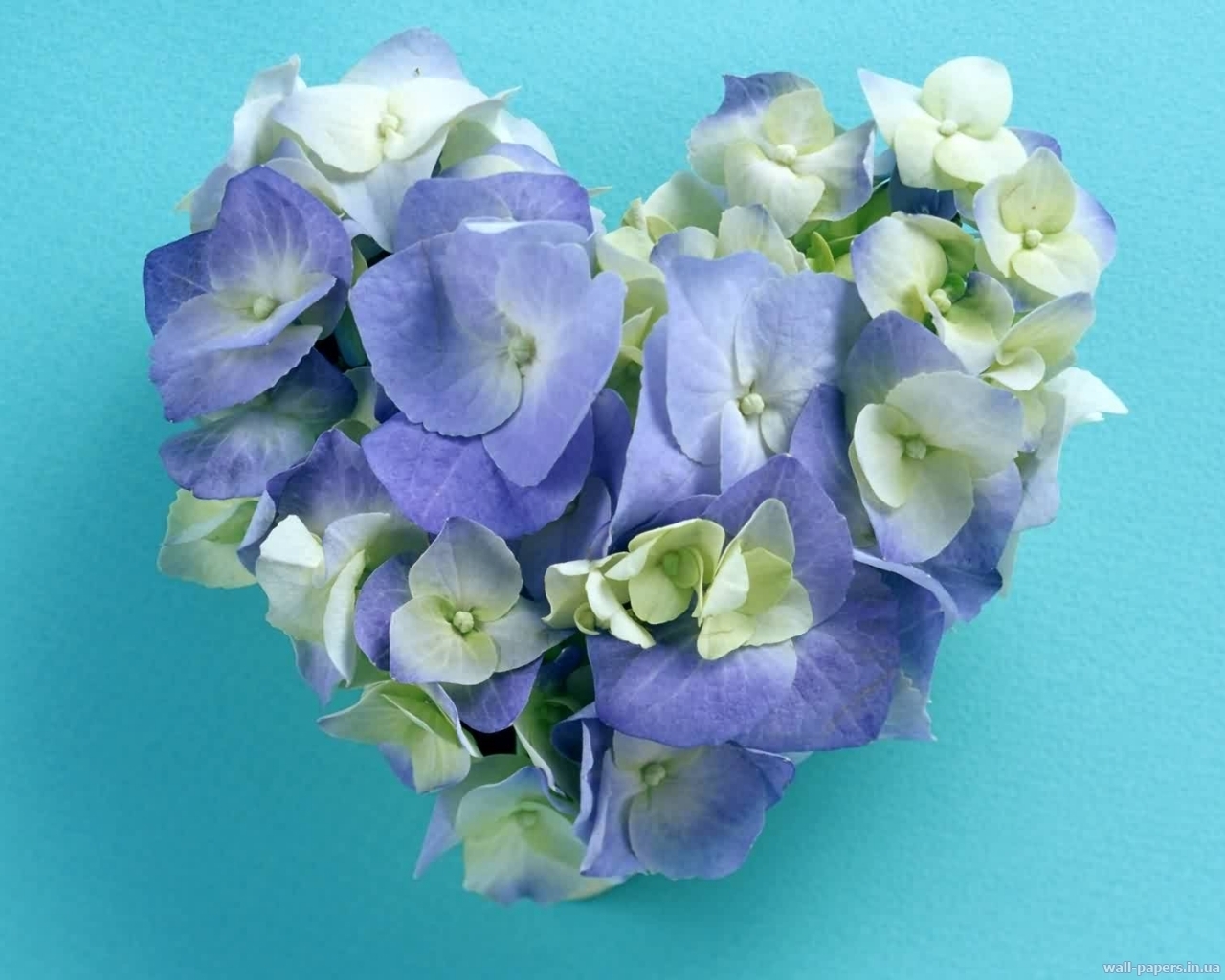 Handy-Wallpaper Blumen, Valentinstag, Pflanzen, Liebe, Herzen kostenlos herunterladen.