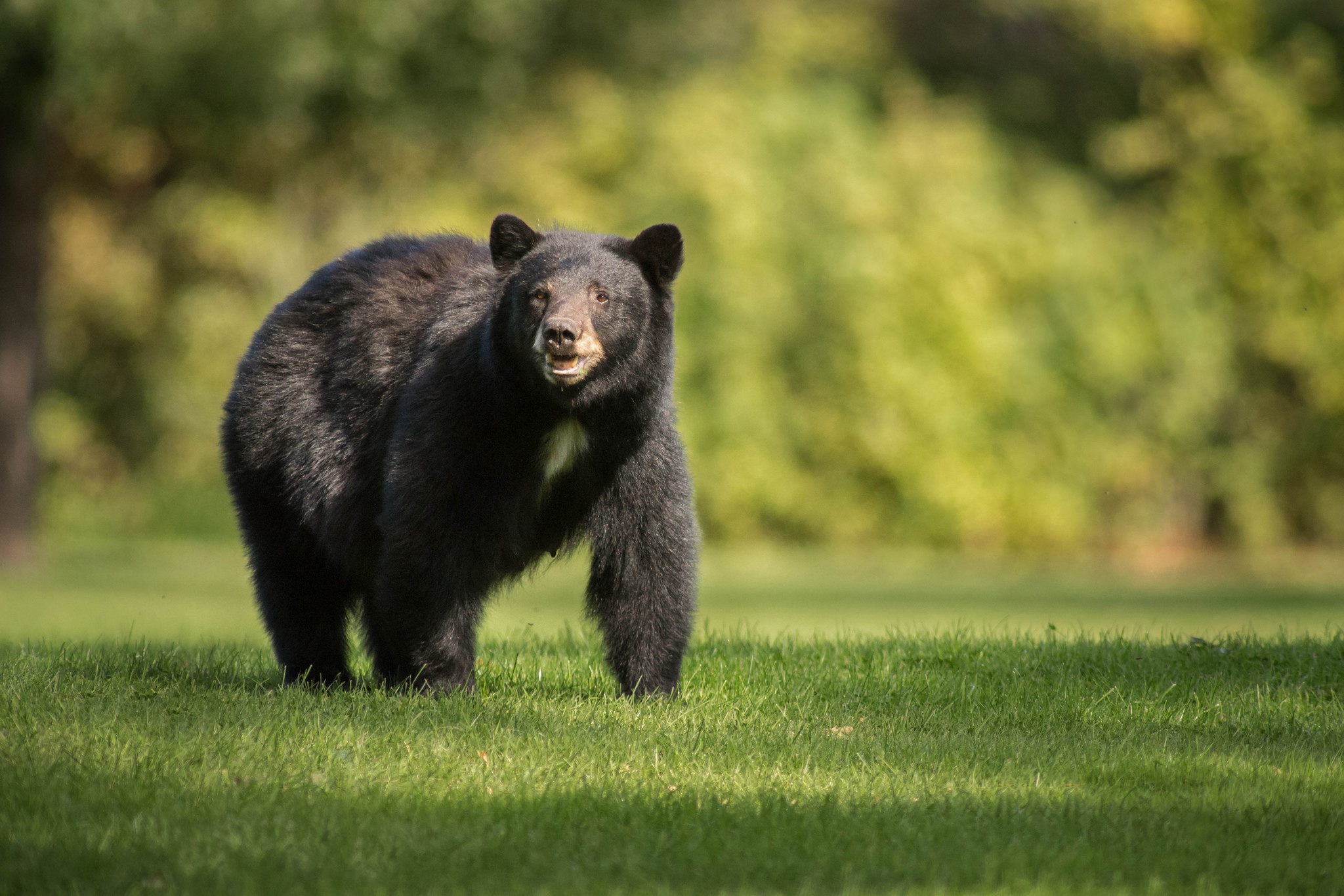 Laden Sie das Tiere, Bären, Bär, Gras, Tiefenschärfe-Bild kostenlos auf Ihren PC-Desktop herunter